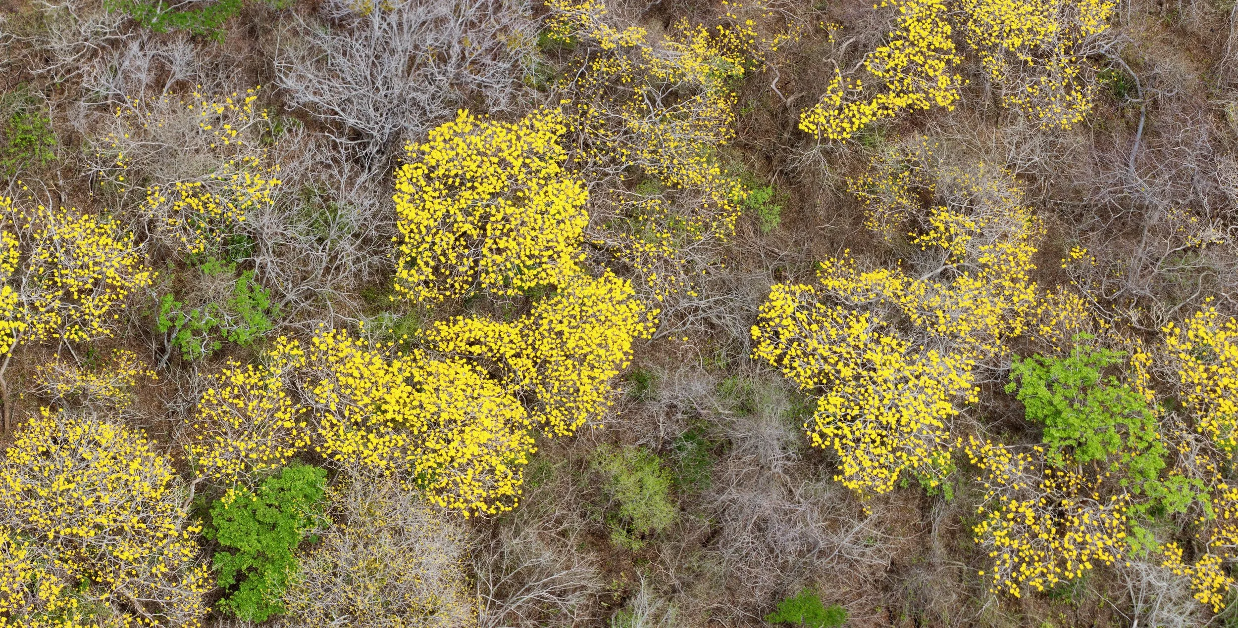Cortez amarillo en flor en Guanacaste, Costa Rica