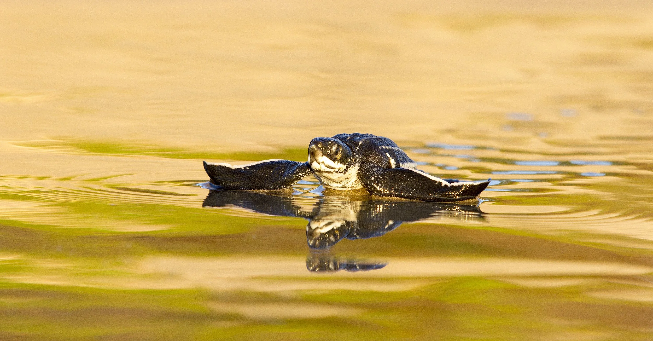 Tortuga Baula recién nacida en Guanacaste, Costa Rica