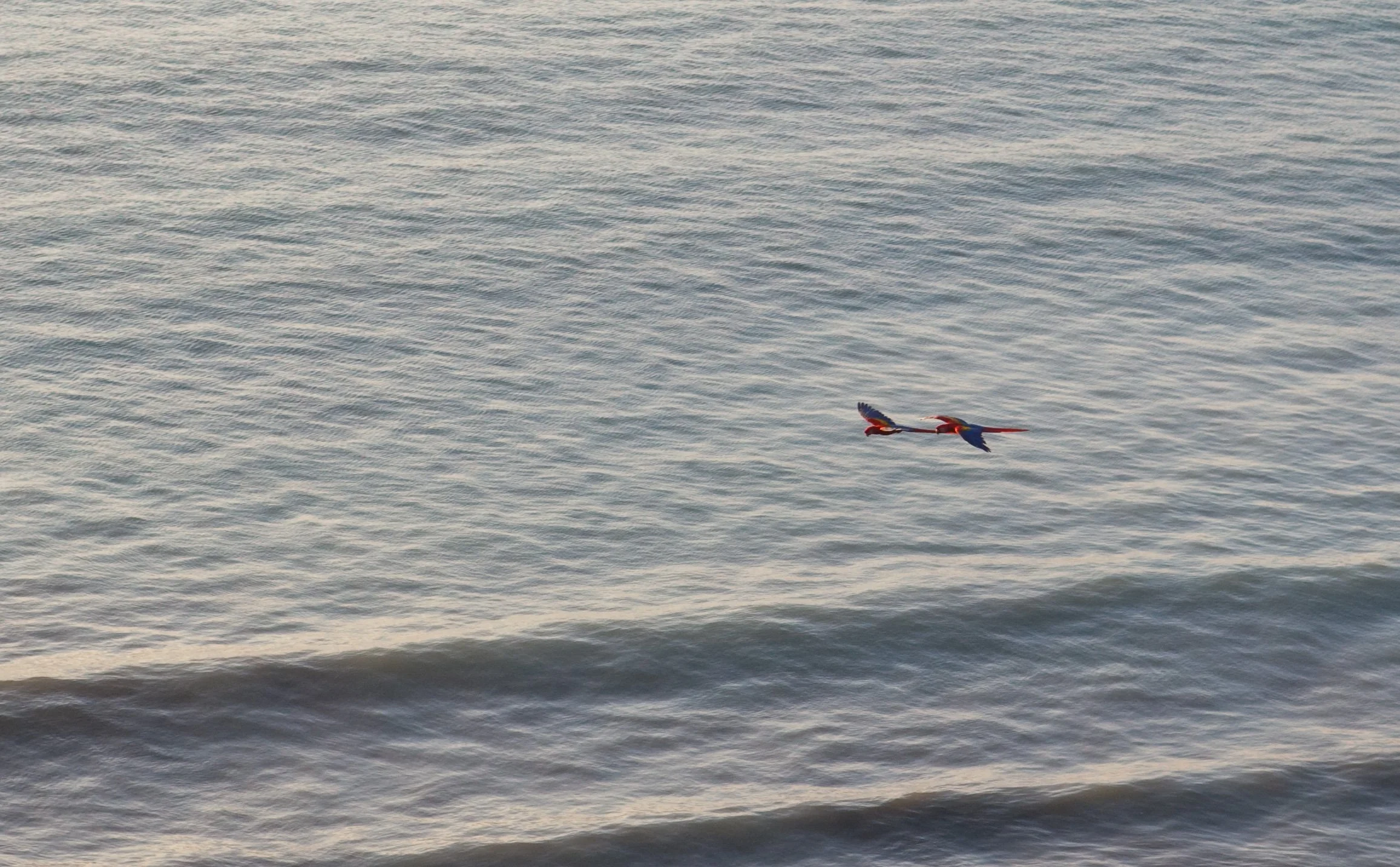 Guacamayas rojas en Guanacaste, Costa Rica