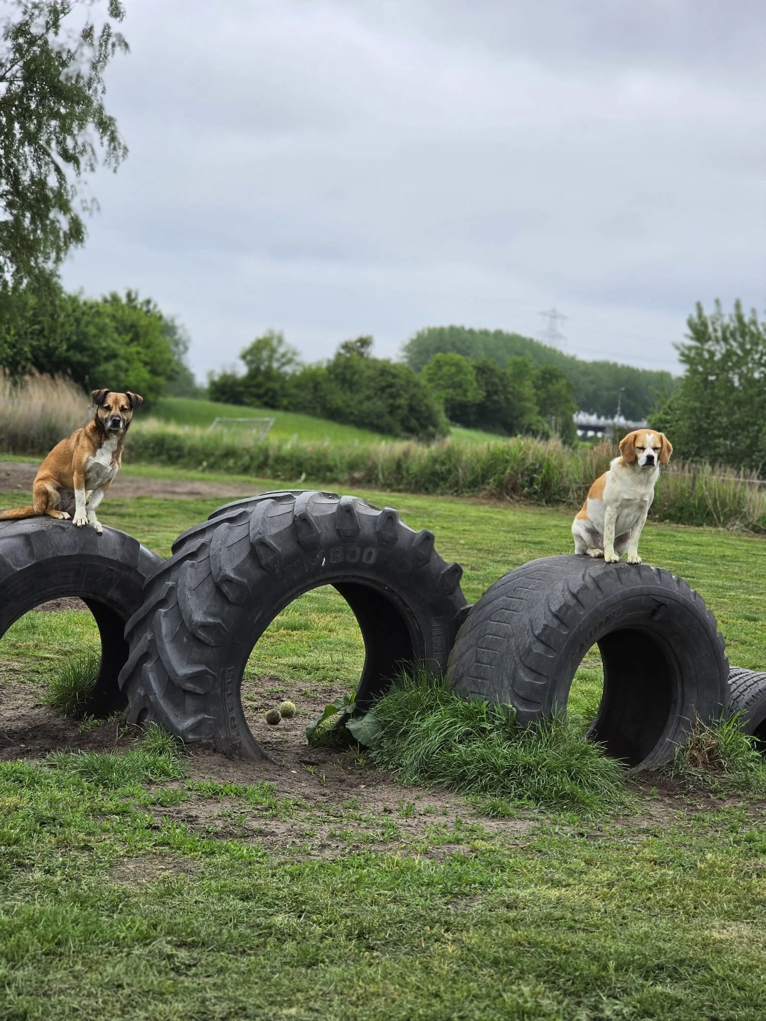 Speels hond ligt op gras met zijn kop omhoog, oren uitgestrekt en tong uit de mond.