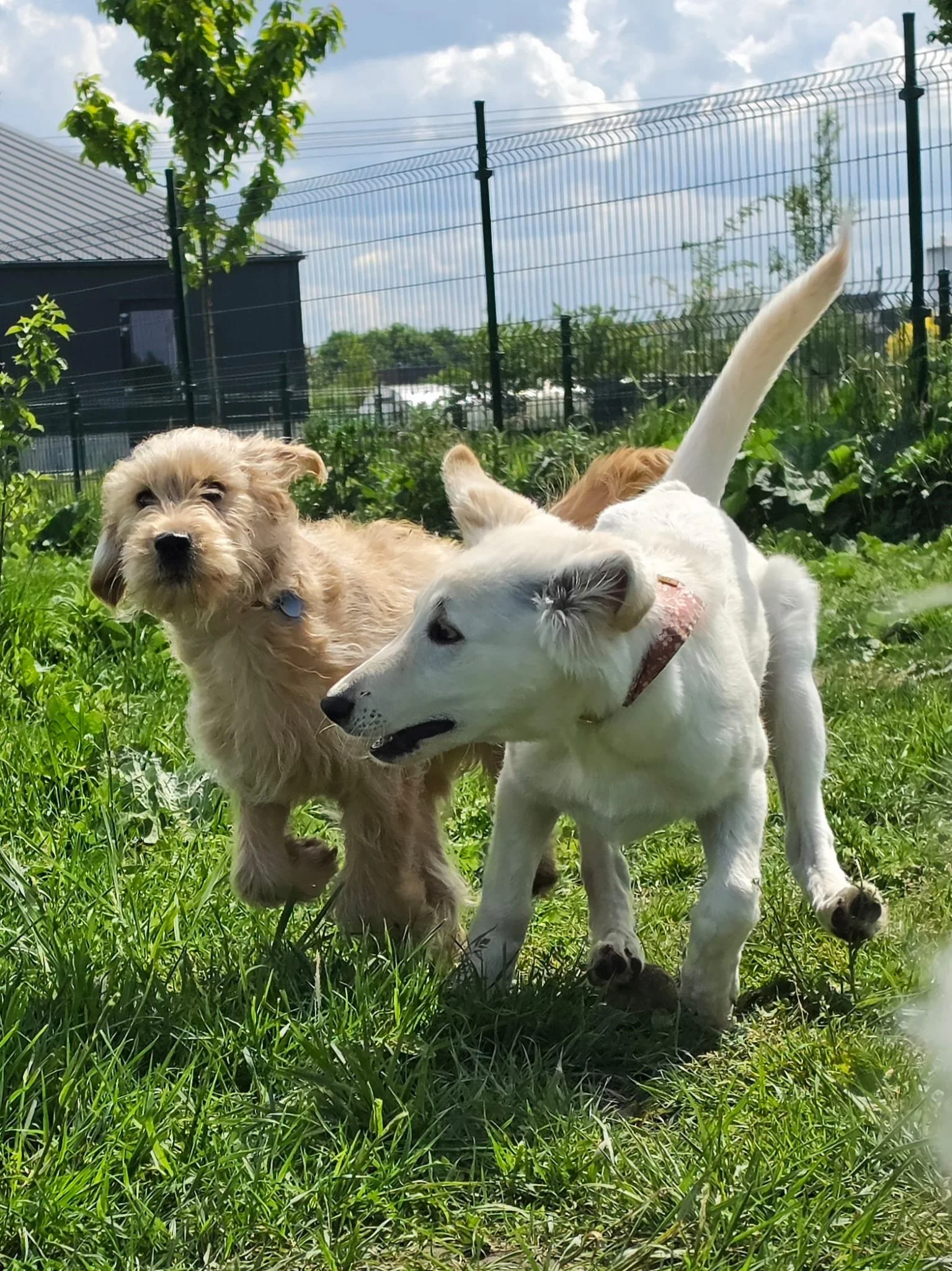 Kleine bruine en golvende hond zit op gras en aarde, kijkt omhoog.