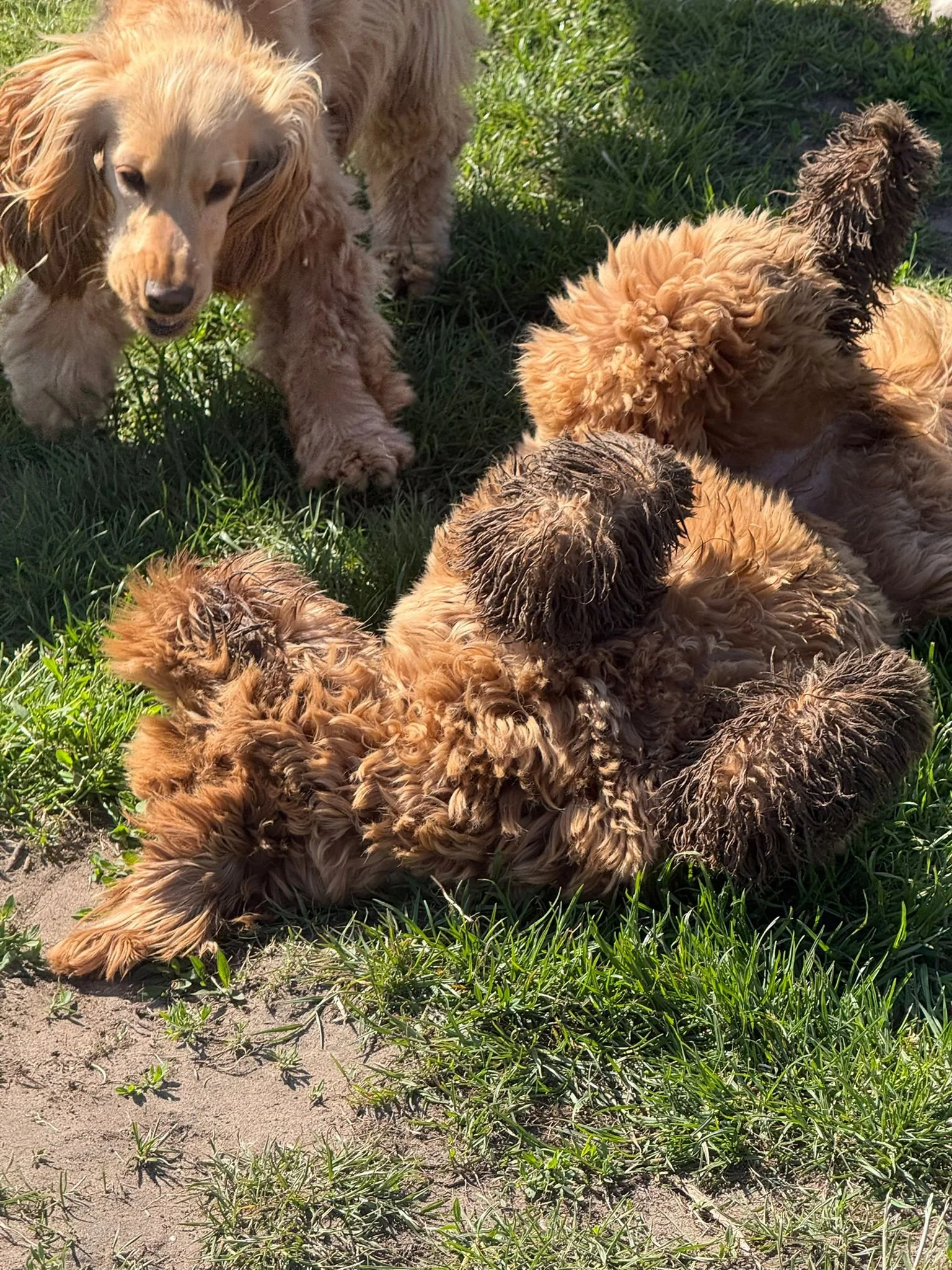 Lachende hond liggend op gras, met oren speels wijd uitgestrekt.