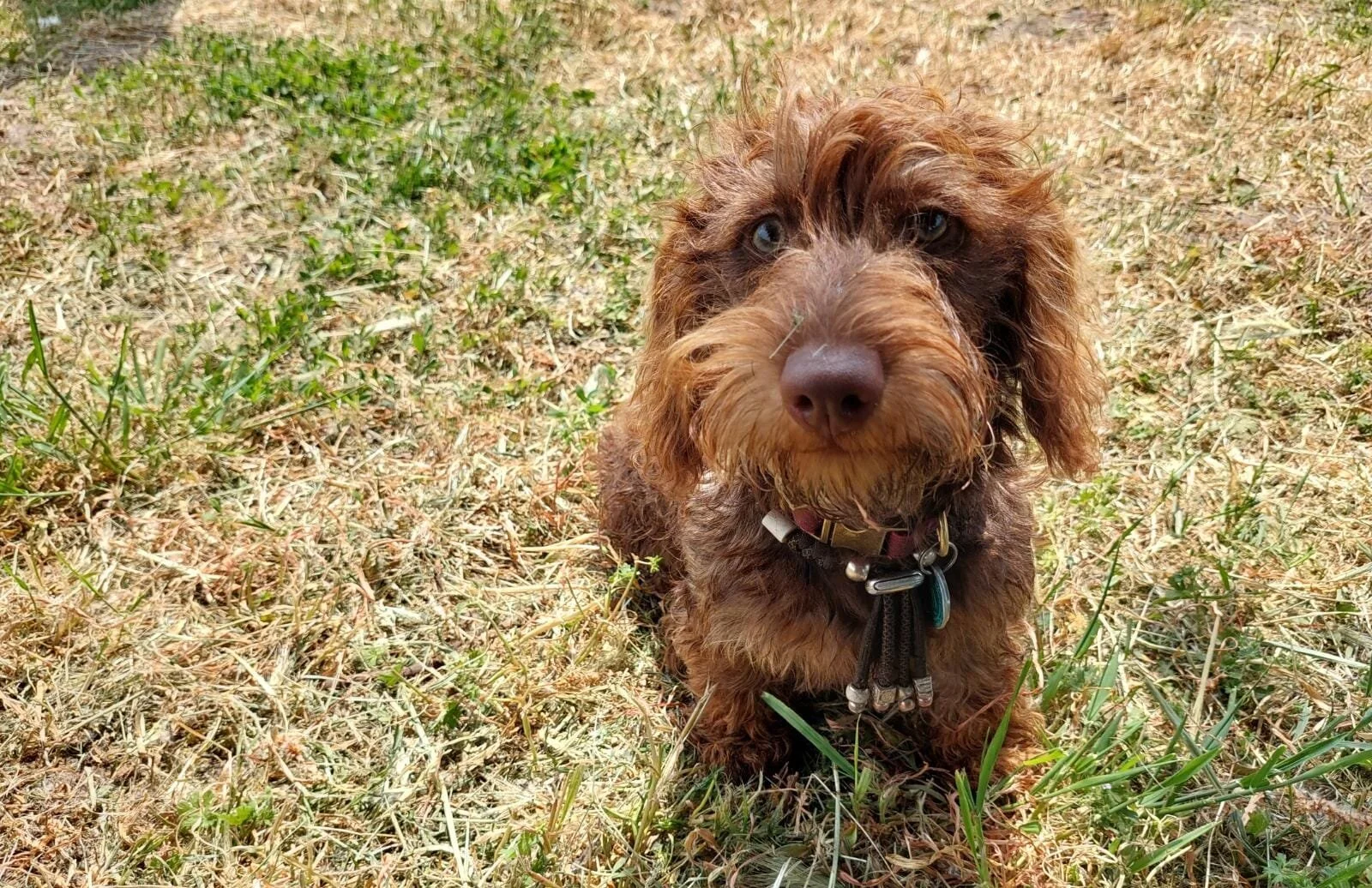 Lief klein bruin hondje zit op gras, kijkt naar de camera.