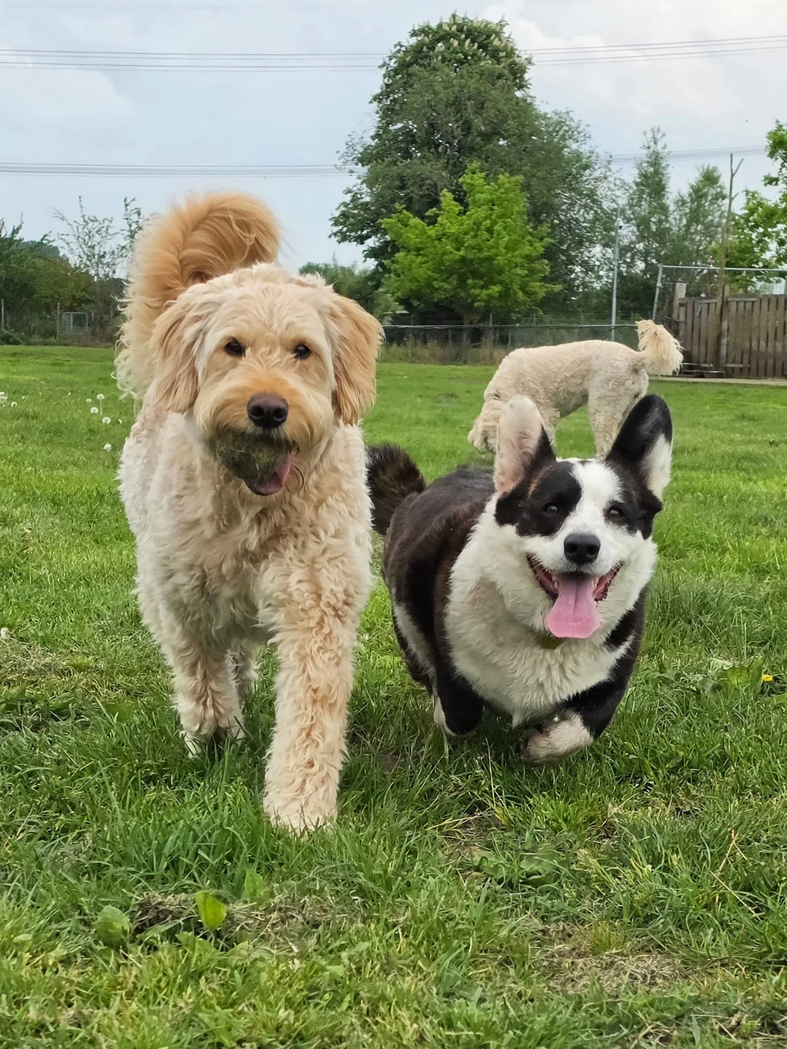 Twee honden staan op gras, één donkere en één lichte kleur, beide kijken omhoog en lijken te wachten op iets.