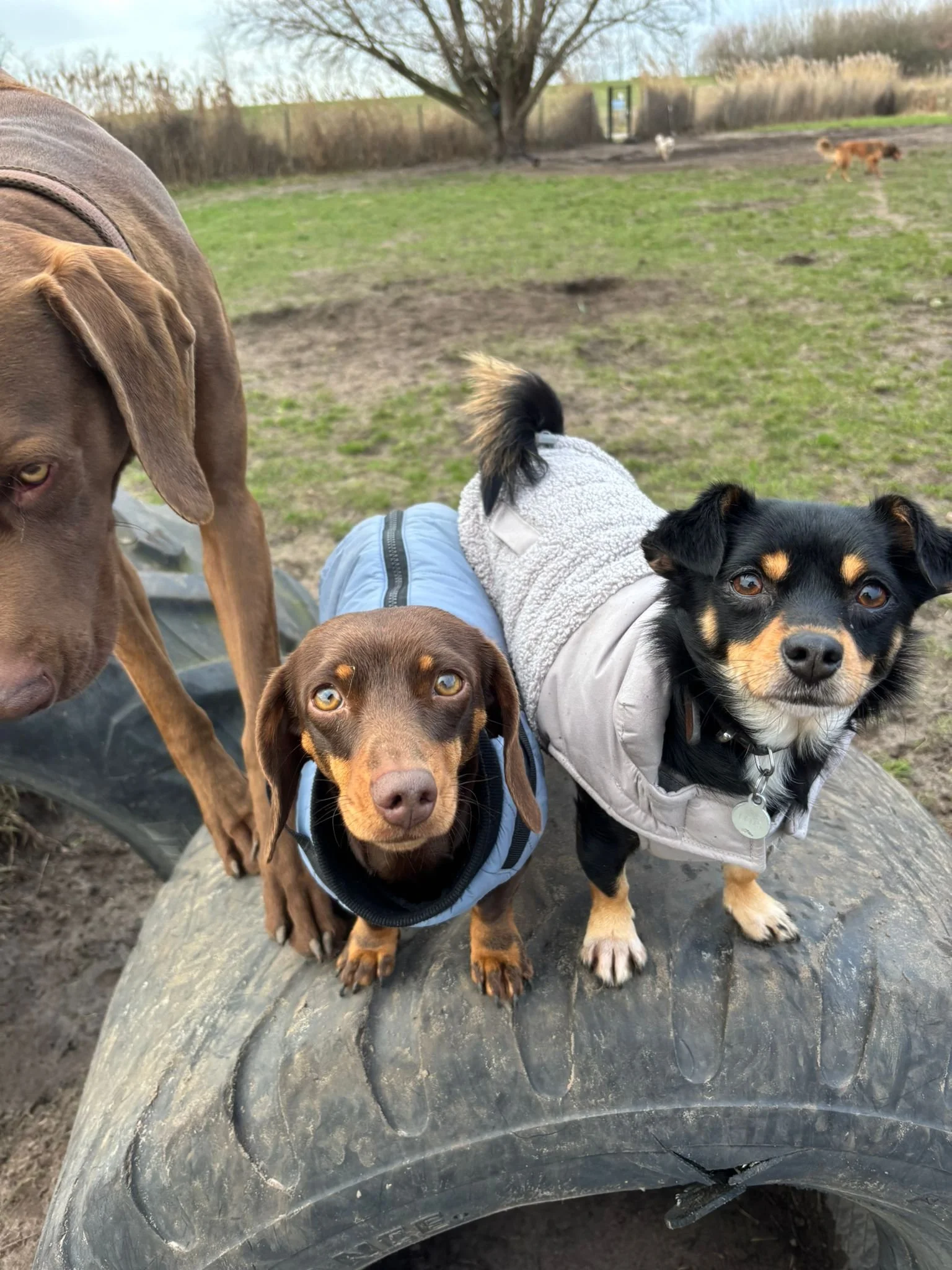 drie honden op tractorband