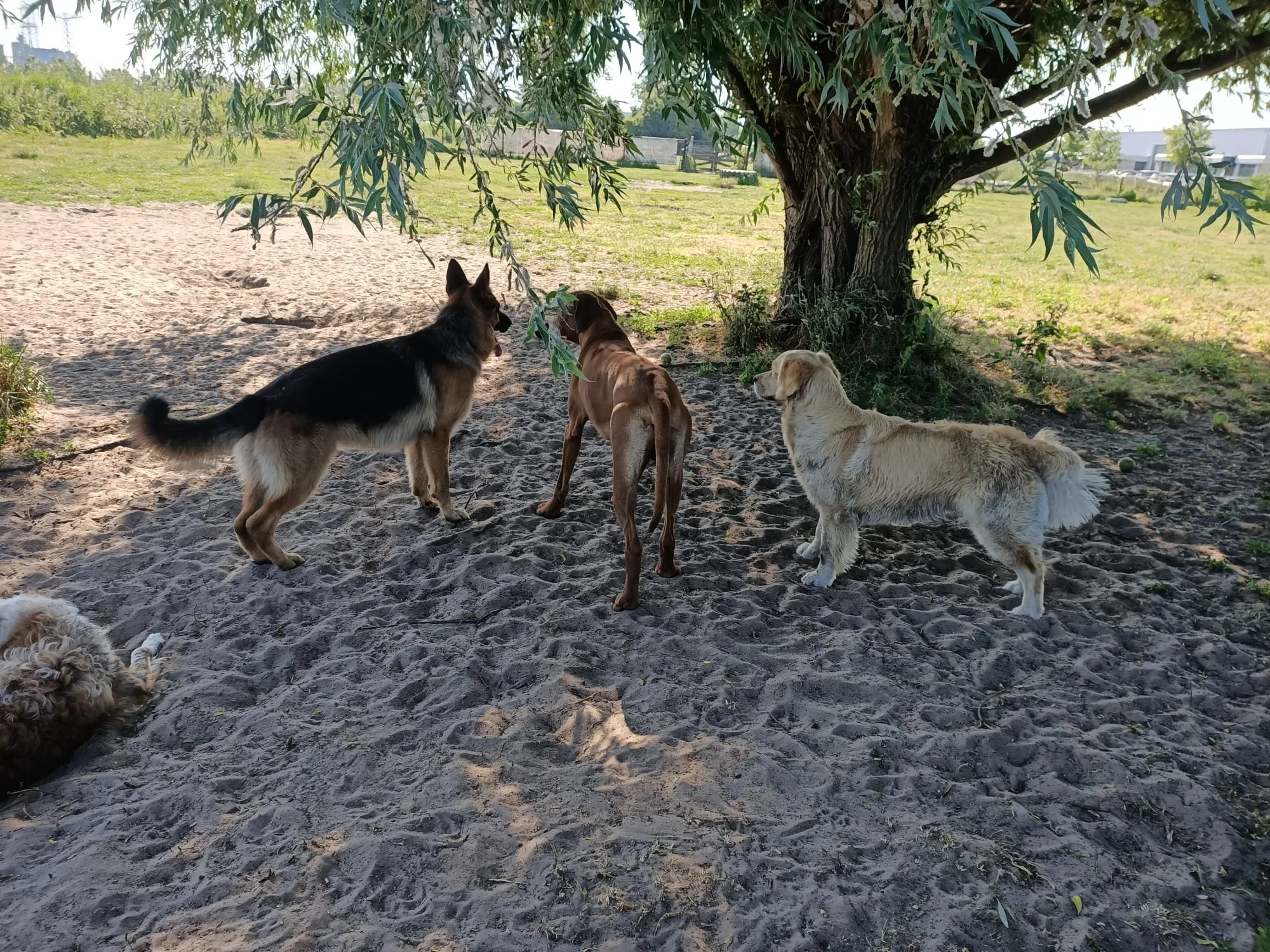 foto dagopvang 3 honden