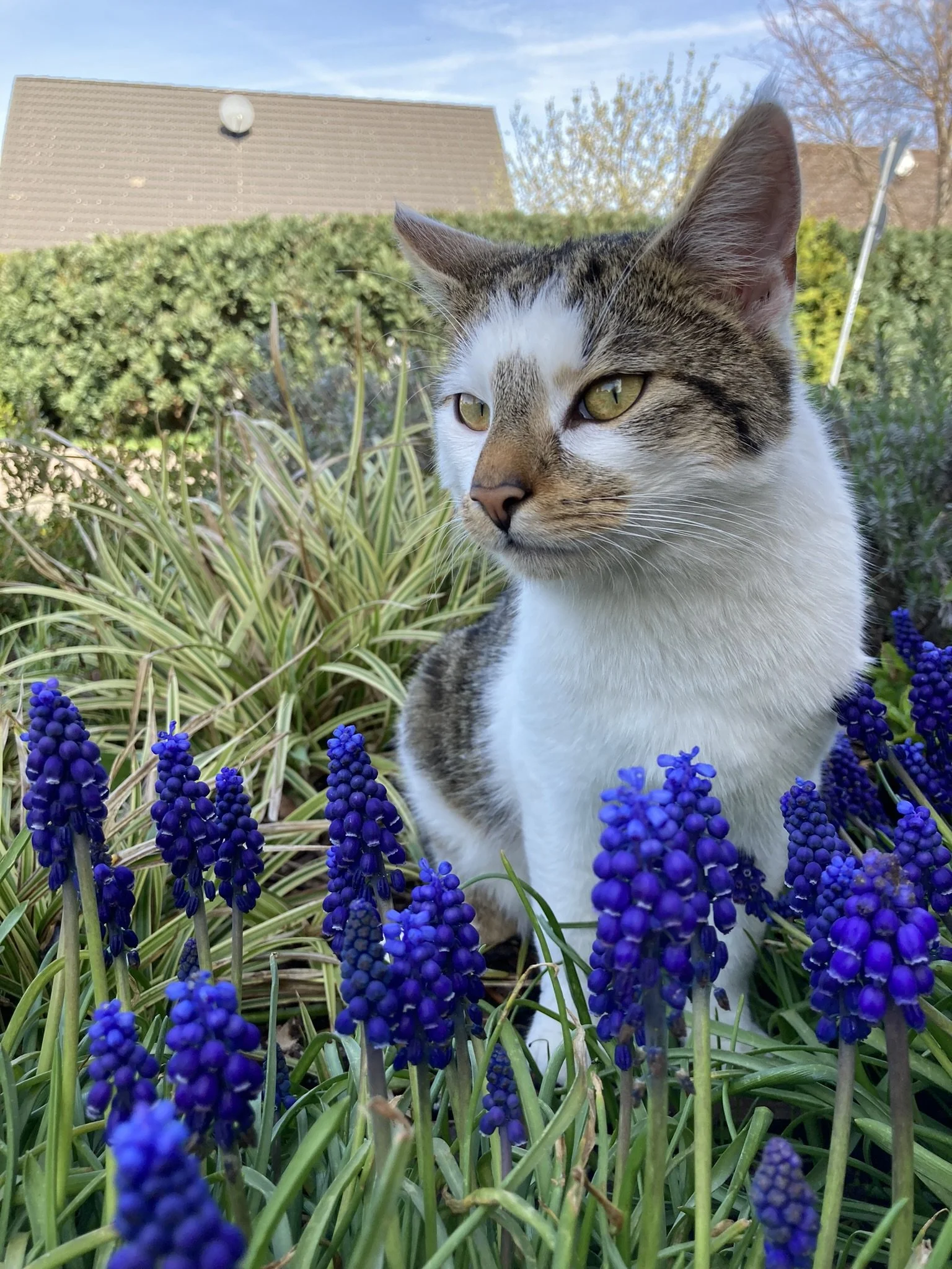 Mein Kater Schnüffel. Ich weiß doch, wir lieben alle Katzenbilder ;)