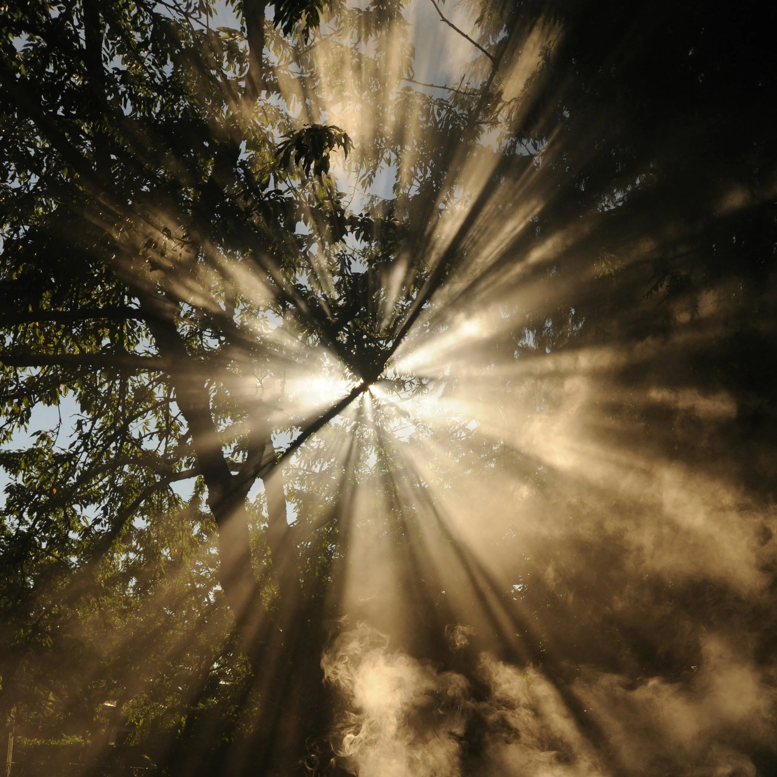Sunlight shining through tree branches with mist or smoke in the air