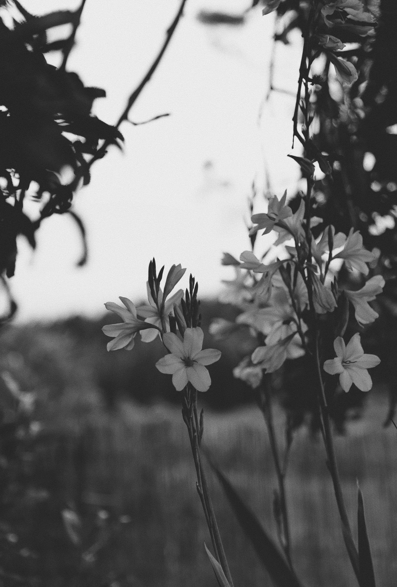 Black and white photo of blooming flowers hanging downward, with blurred landscape background in kula, maui.