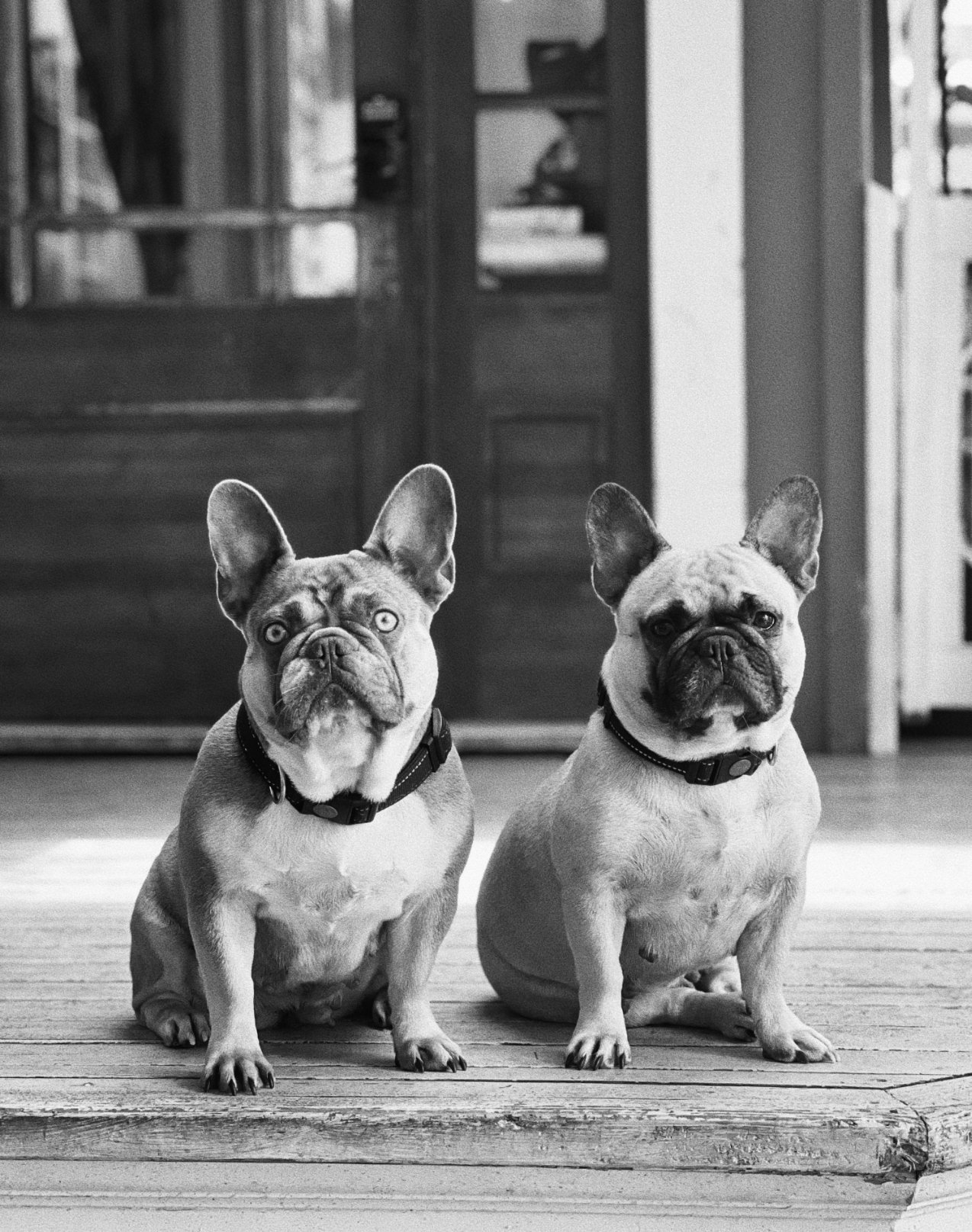 A black-and-white photo of two French Bulldogs sitting side by side on a wooden floor indoors, with a blurred background of a room with furniture.