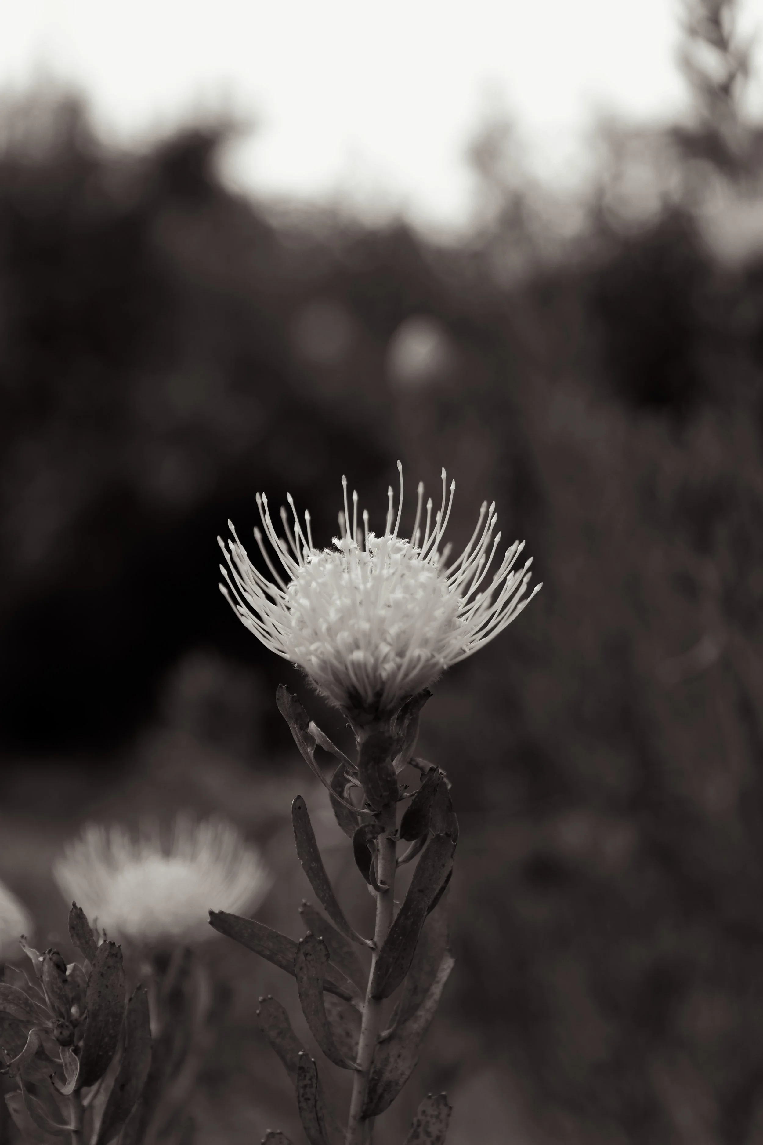 Photo Mar 20 2023, 12 07 15 AM.jpg