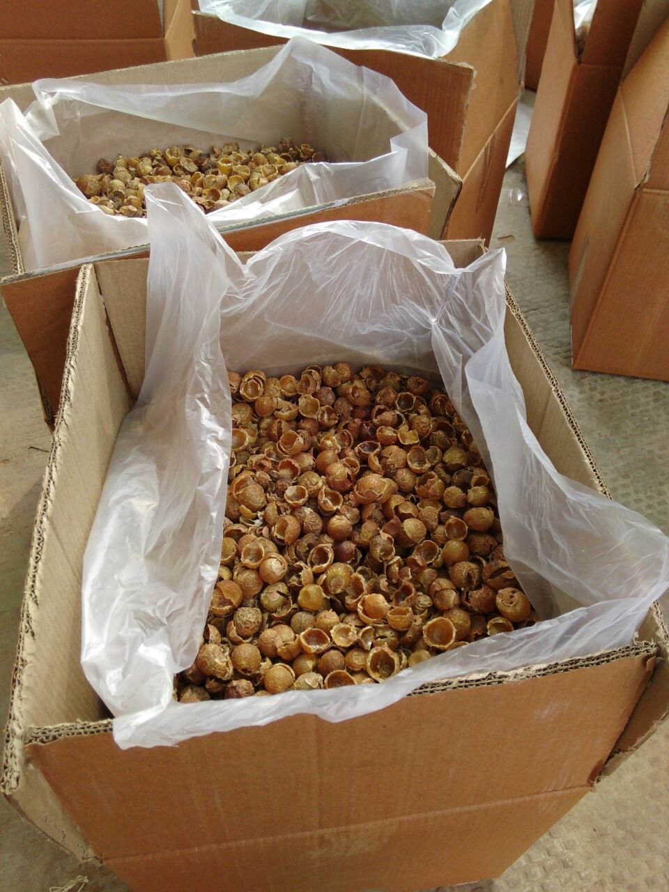 Soapnuts 25KG (Pre-Order)