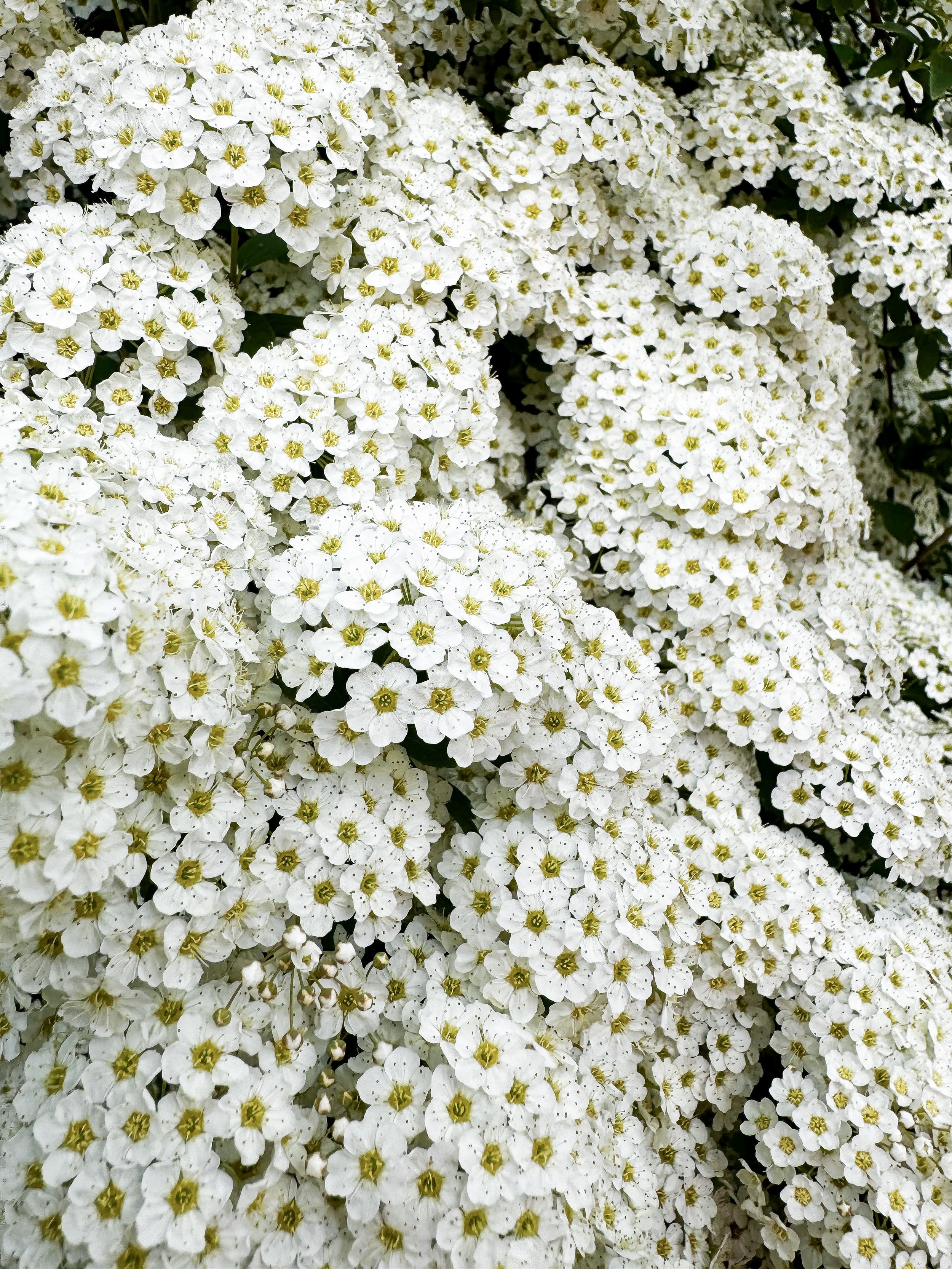 Bitesized science behind the menopause