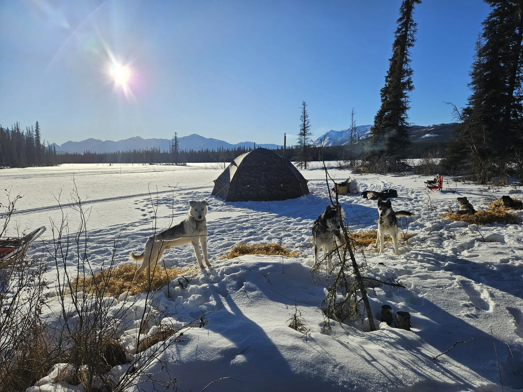 Yukon Adventures Aventures Excursions Expeditions Dogsledding Chiens de traineau Skiddo Motoneige 4.jpeg