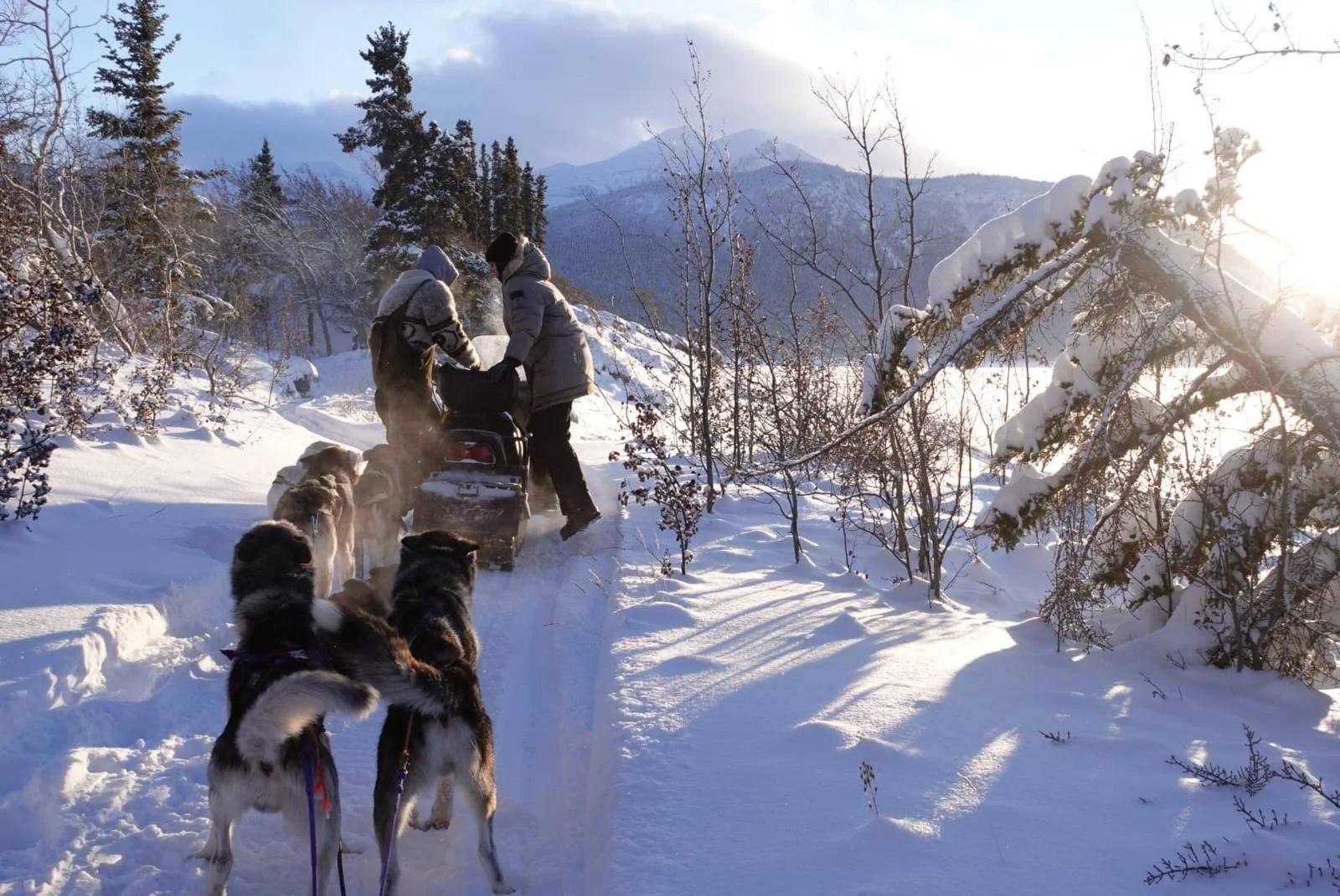 Deux personnes avec des chiens de traîneau dans un paysage enneigé, entouré d'arbres et de montagnes, sous un ciel ensoleillé lors d'une excursion dans à Carcross au Yukon au Canada.