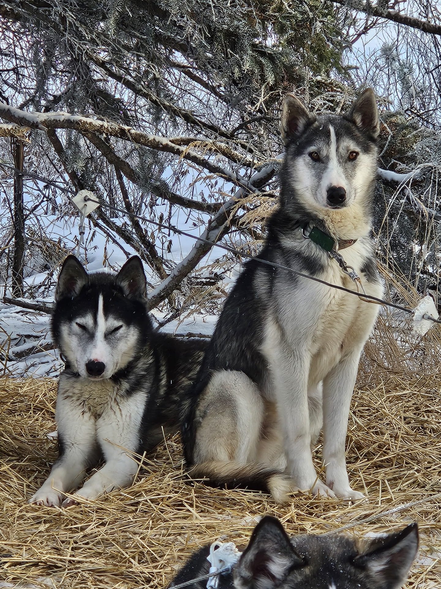 Canada Yukon Expéditions Expeditions Aventures Adventures Traineau à chiens Dog Sledding Motoneige Skidoo Dogs Huskies 13.jpeg