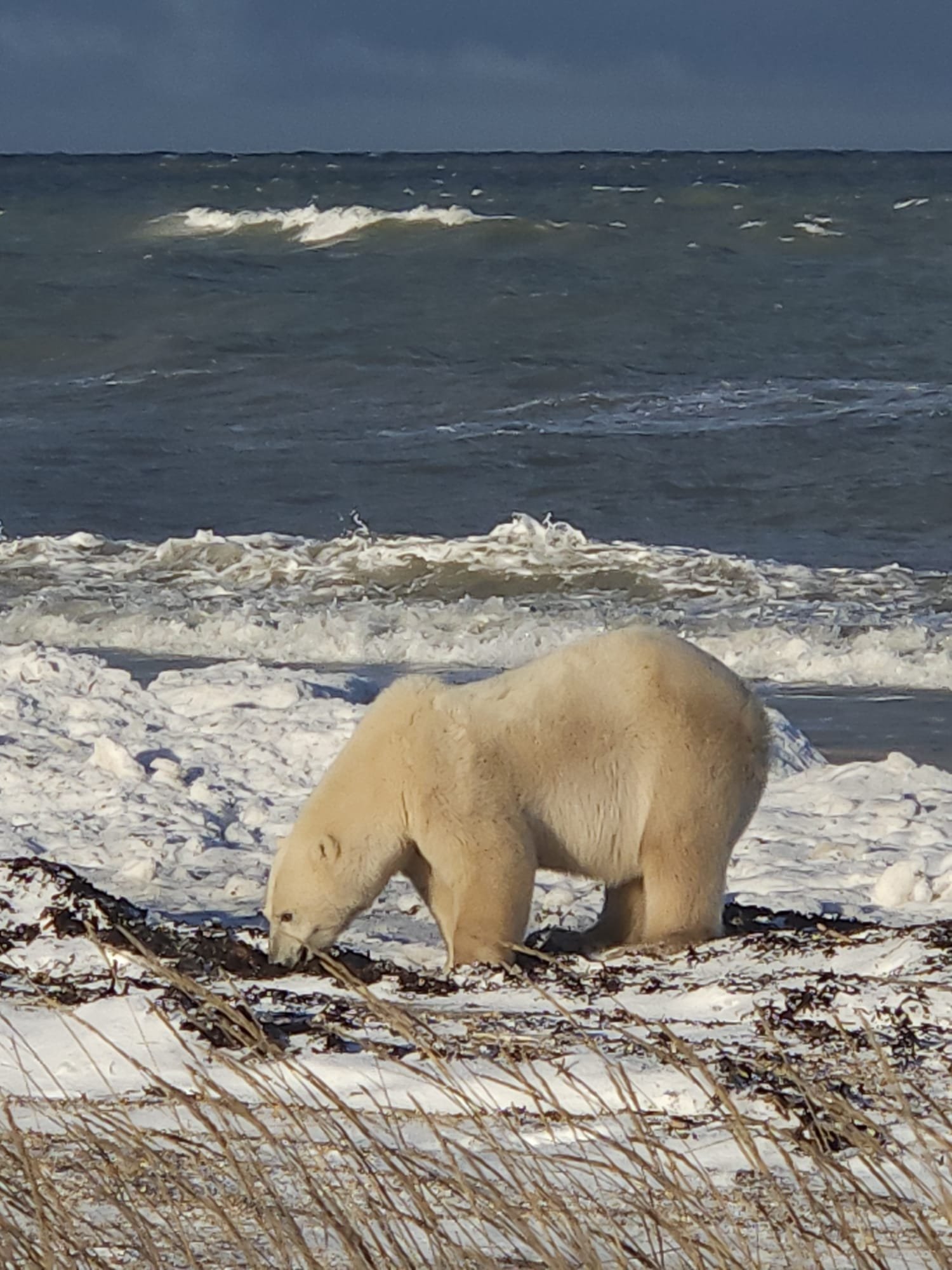 Un ours polaire blanc près de la plage enneigées avec des vagues d'eau bleu arctique en arrière-plan.