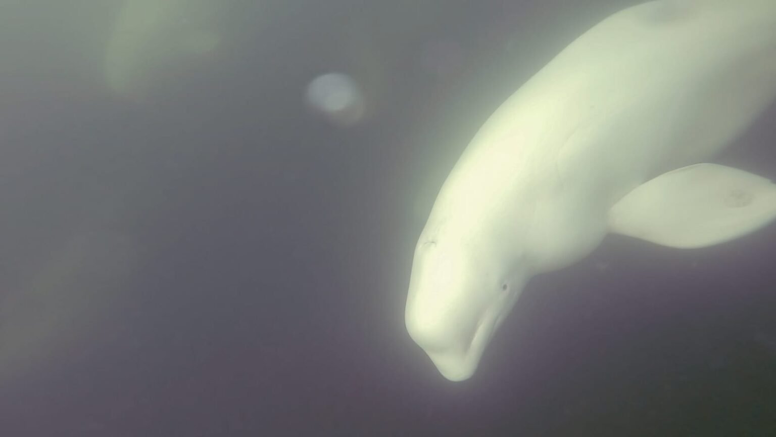 Churchill Manitoba Beluga Whales Polar Bear Canada Expeditions Aventures Safari Arctique Arctic Adventures.jpg