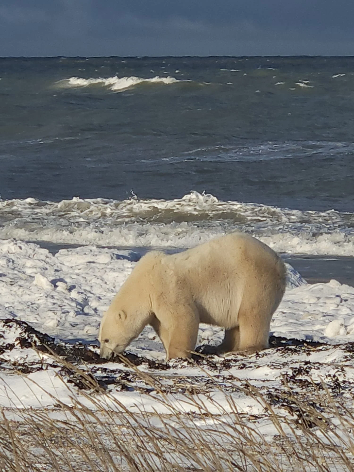 Churchill Manitoba Canada Aventures Adventures Expeditions Ours Polaires Polar Bears.jpeg