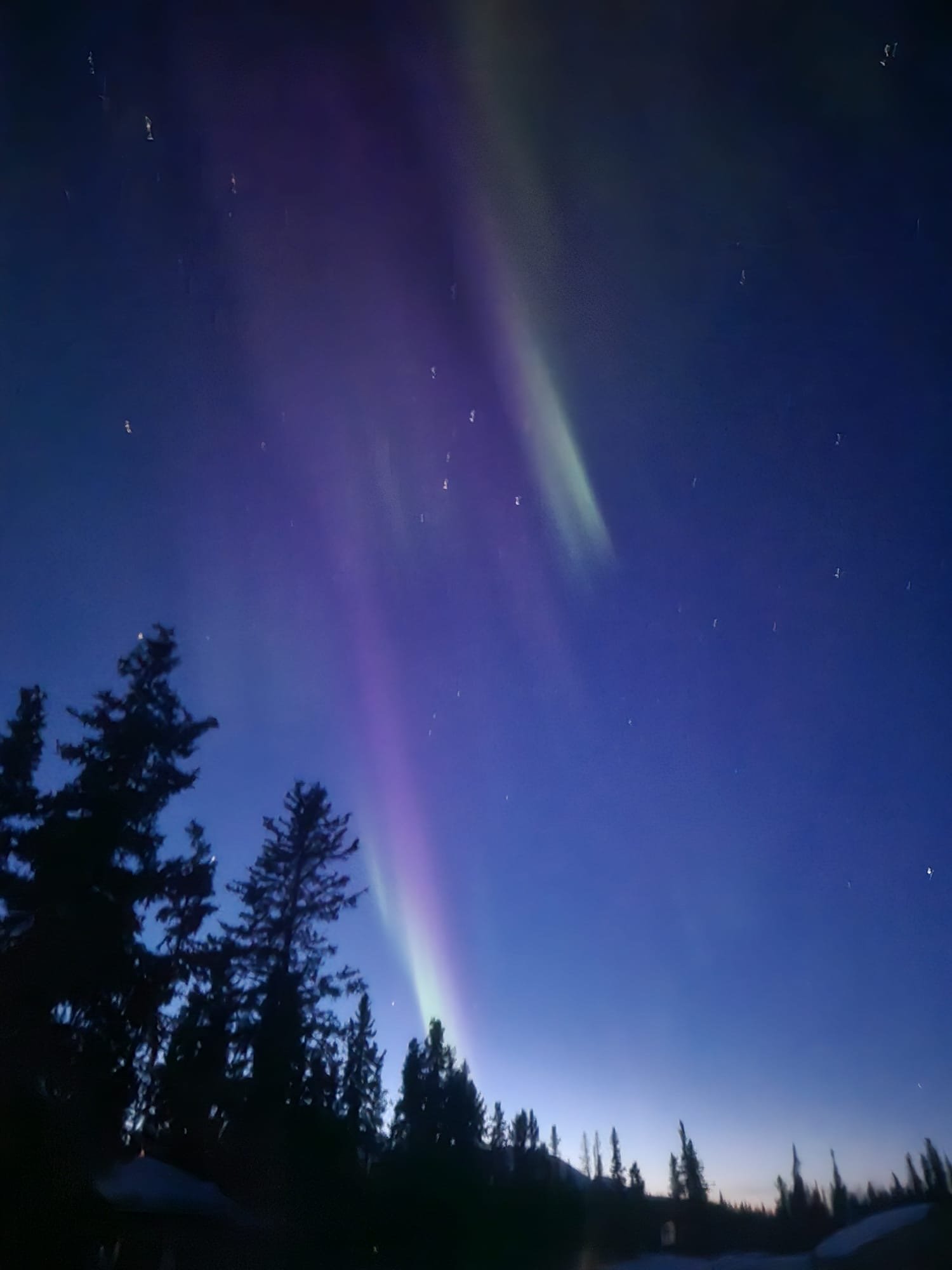 Ciel nocturne avec aurore boréale violette et verte, étoiles et silhouettes de grands arbres en premier plan.