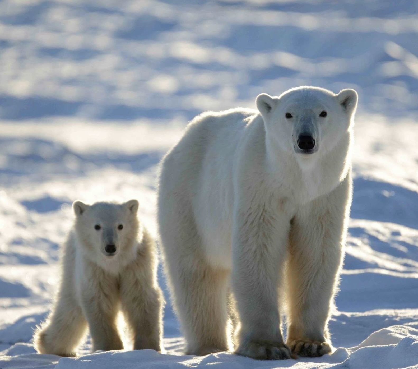 Une mère ours polaire avec son ourson dans un paysage enneigé, regardant la caméra.