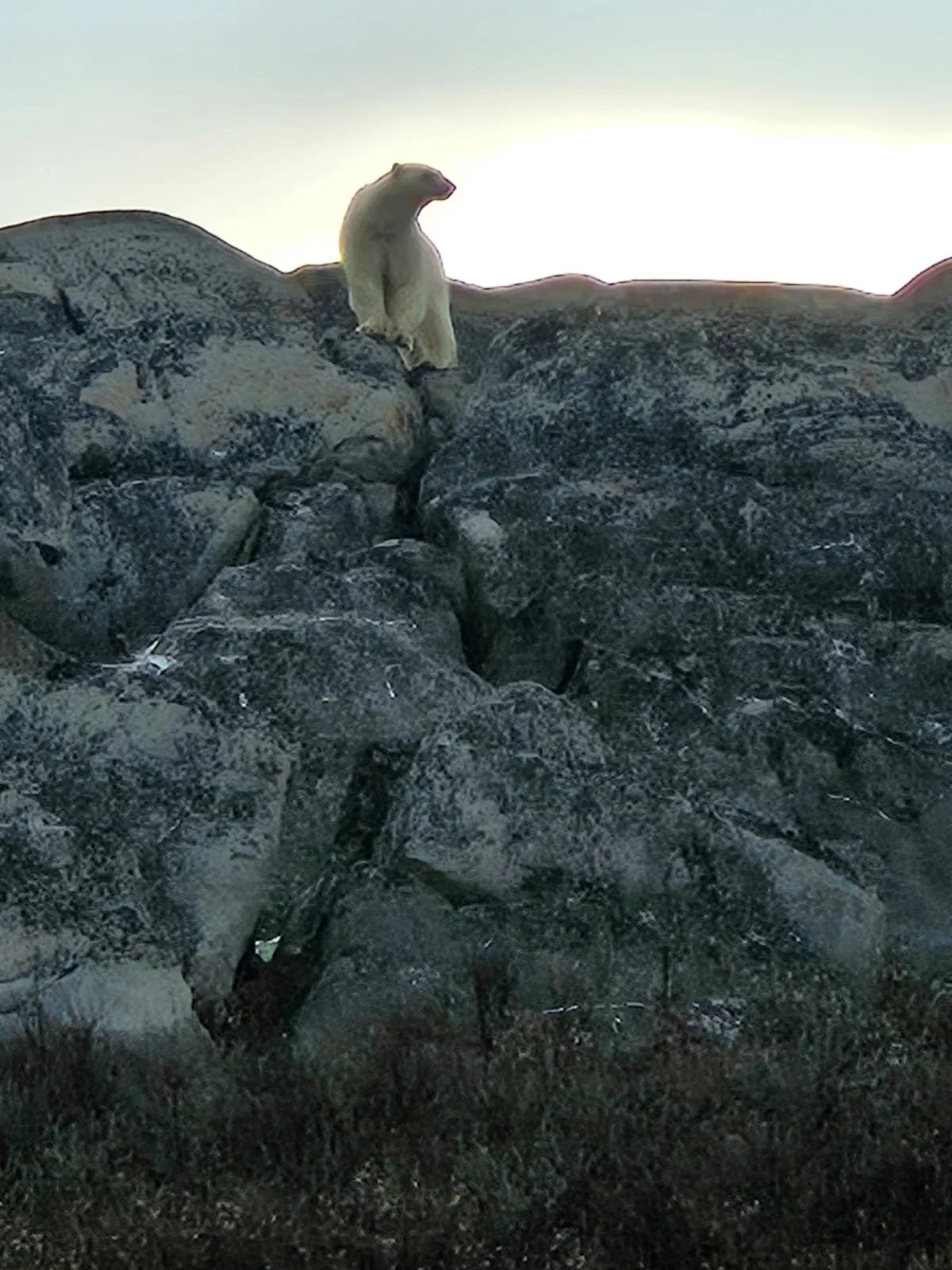 Churchill Manitoba Canada Aventures Adventures Expeditions Ours Polaires Polar Bears 36.jpeg
