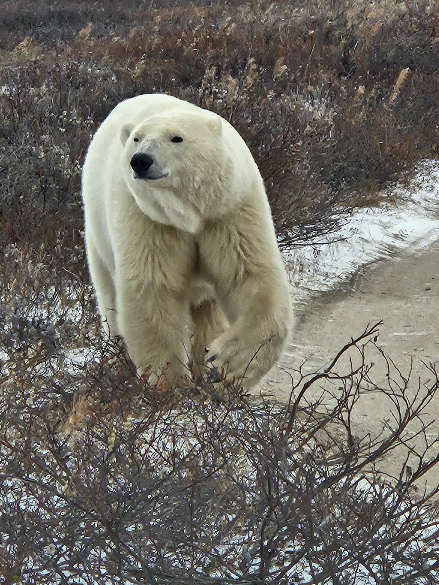 Très gros ours blanc dans un paysage peu enneigé mais venteux.