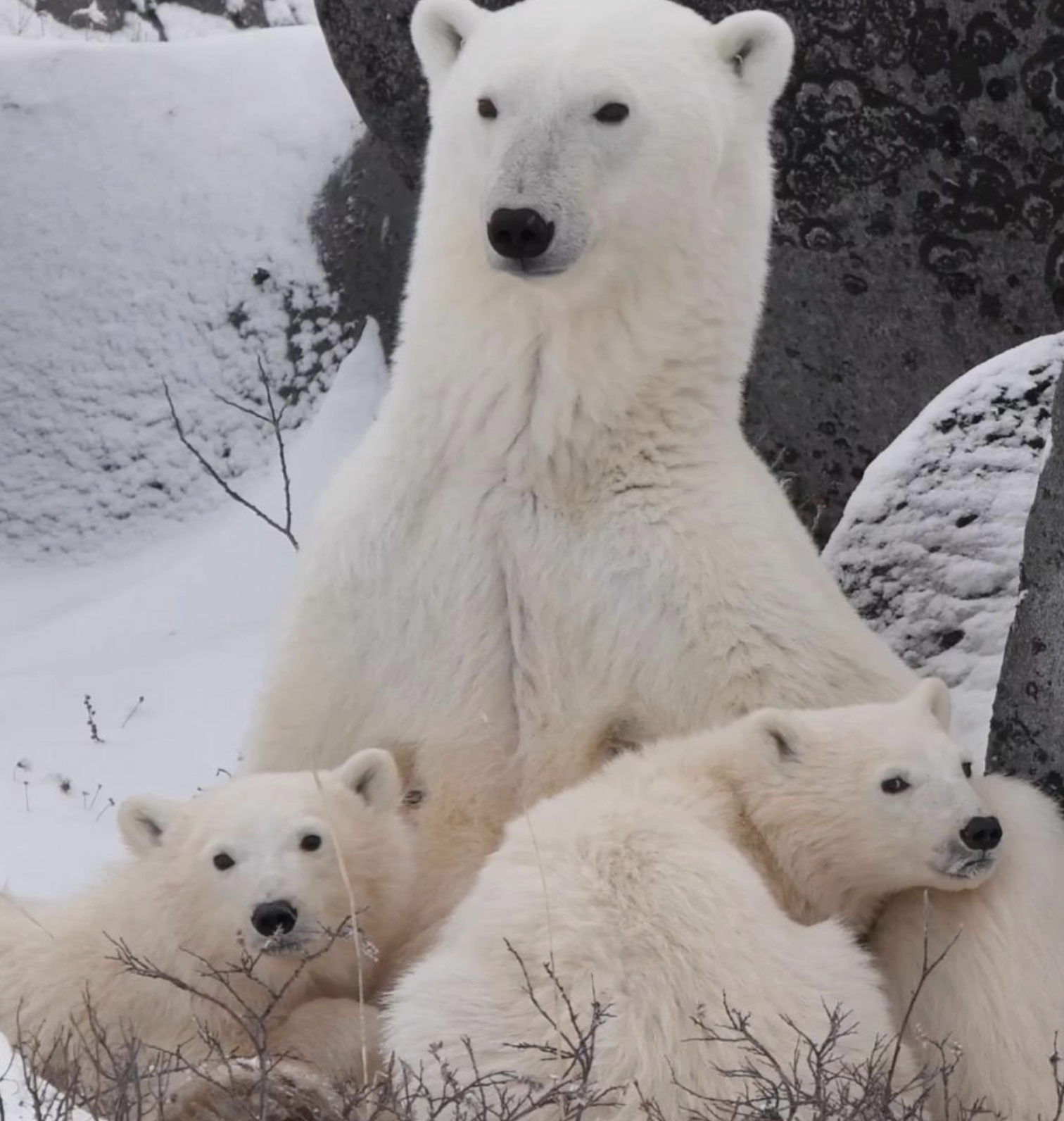 Churchill Manitoba Canada Aventures Adventures Expeditions Ours Polaires Polar Bears 9.png