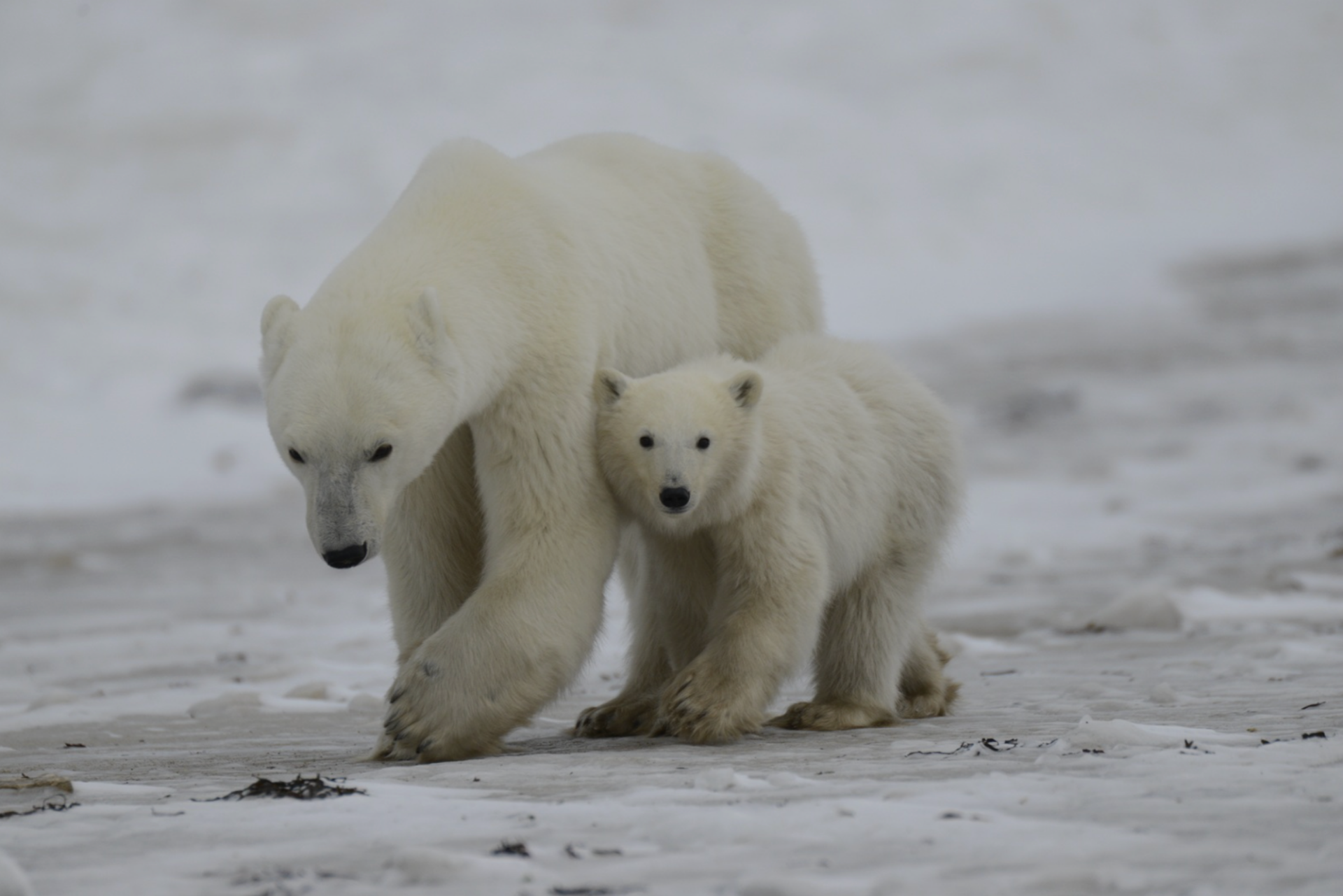 Churchill Manitoba Canada Aventures Adventures Expeditions Ours Polaires Polar Bears 5.png
