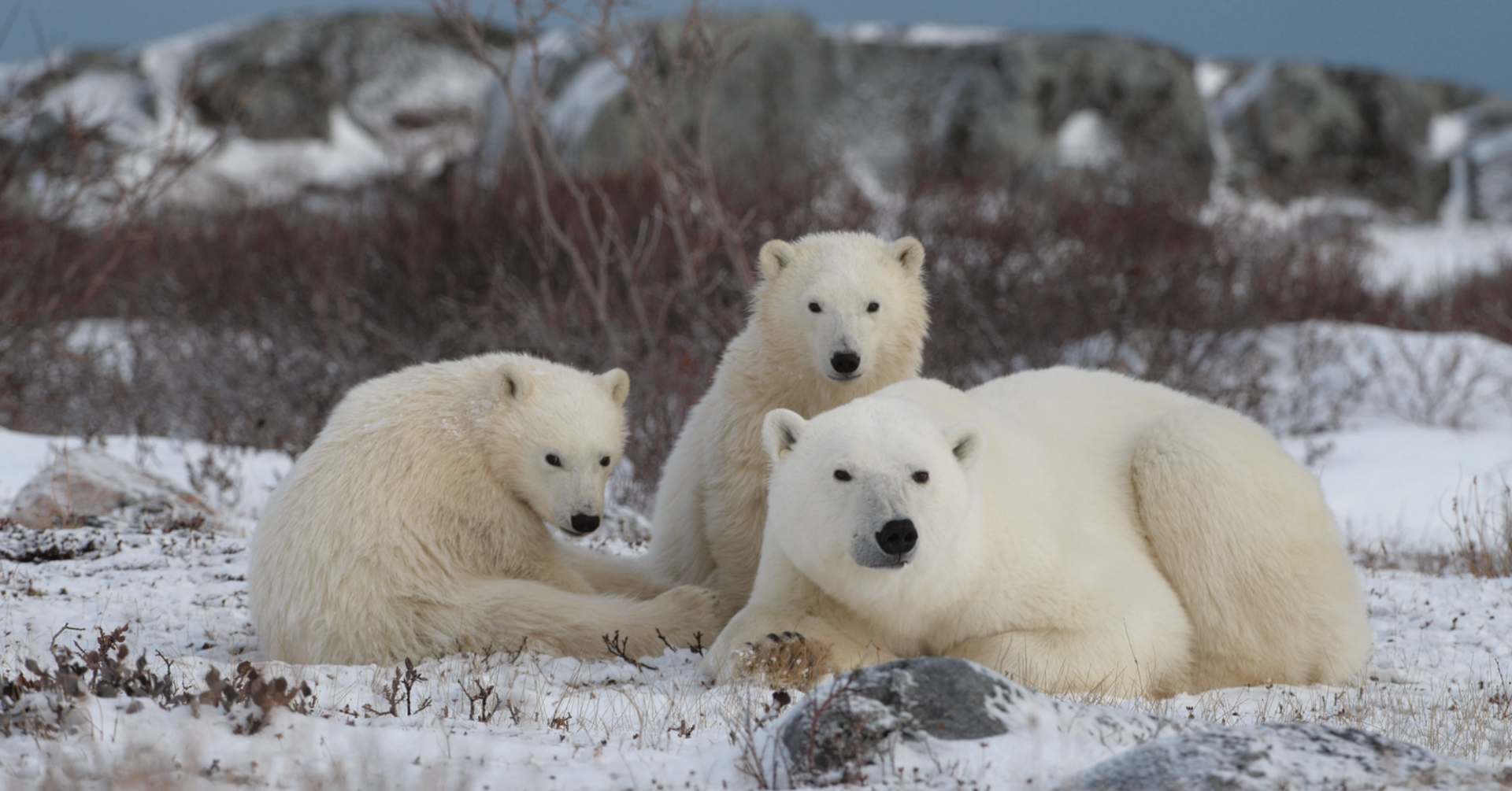 Churchill Manitoba Canada Aventures Adventures Expeditions Ours Polaires Polar Bears 3.png