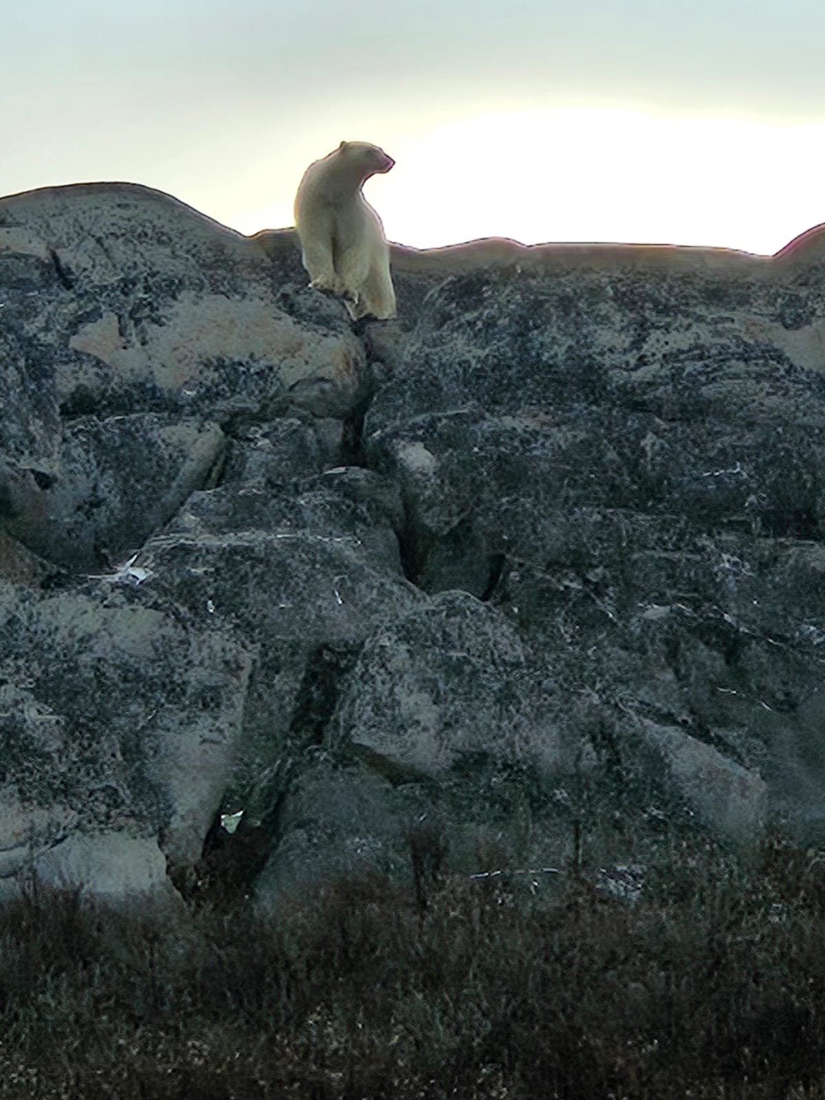 Churchill Manitoba Canada Aventures Adventures Expeditions Ours Polaires Polar Bears 36.jpeg