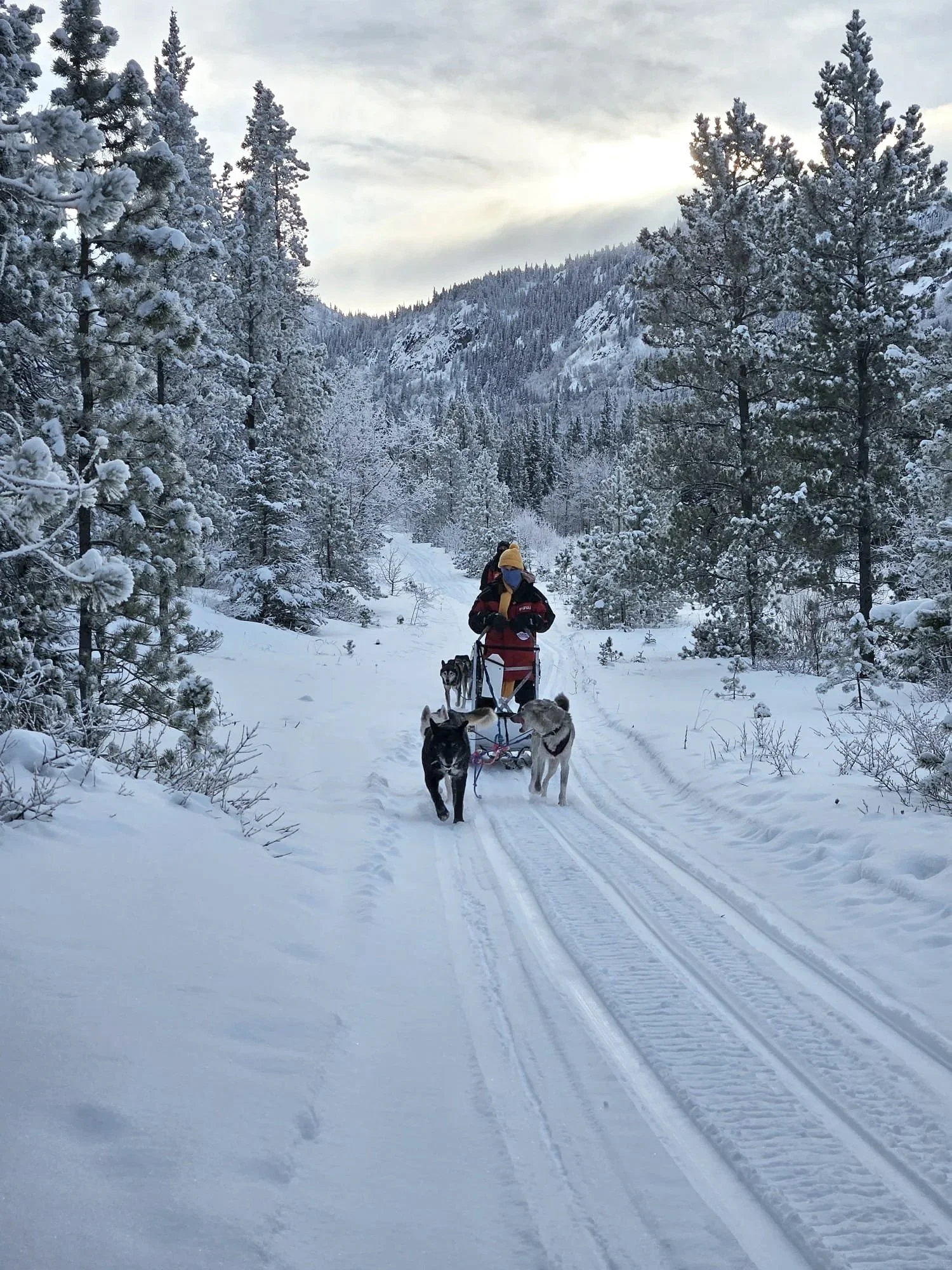 Personne faisant du traîneau à chiens dans une forêt enneigée, entourée d'arbres couverts de neige, avec une montagne en arrière-plan, sous un ciel nuageux.