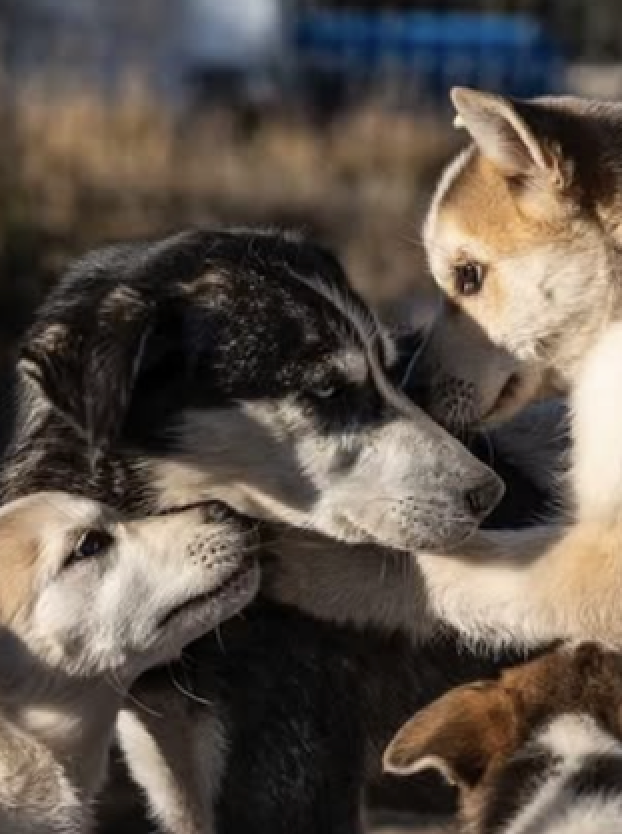 Groupe de chiens de types husky, de couleurs et d'âges différents, se touchant le museau pour jouer sous le soleil du grand nord dans un environnement extérieur.