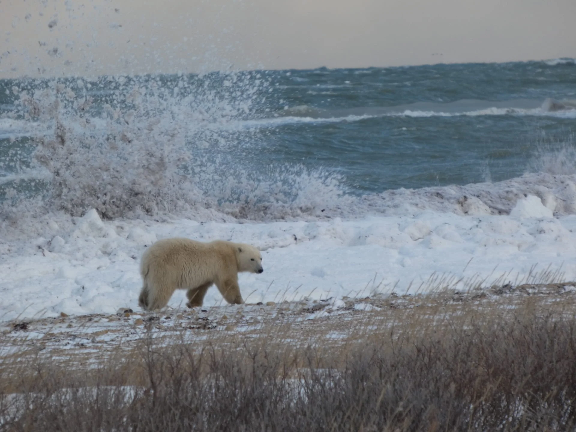 Un ours polaire marche sur la banquise avec des vagues de mer en arrière-plan.