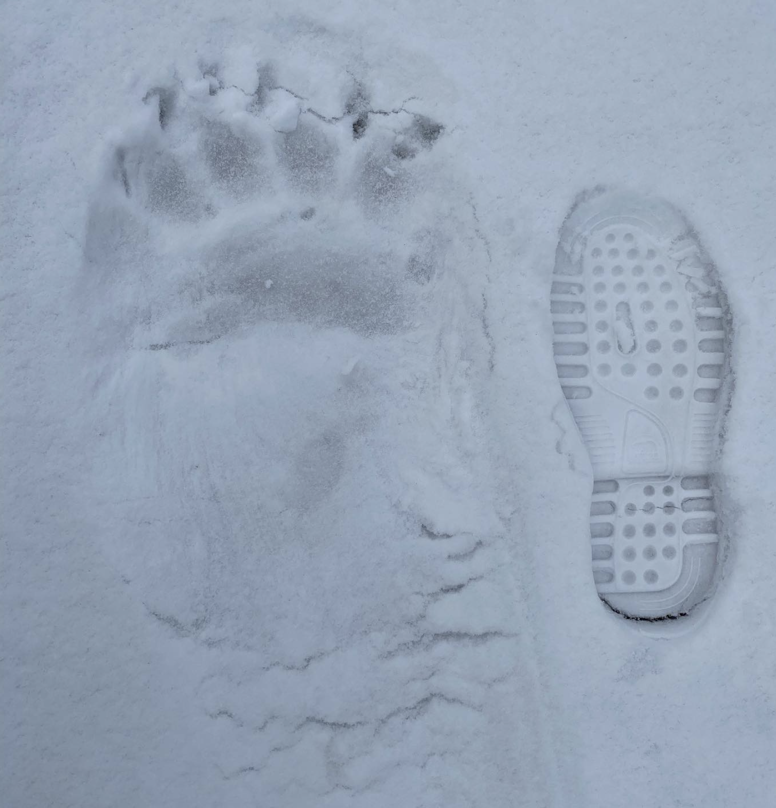 Empreinte de la patte d'un ours polaire à côté d'une empreinte de la botte d'un humain, photo prise à Churchill dans le Manitoba à Churchill lors d'une expédition.