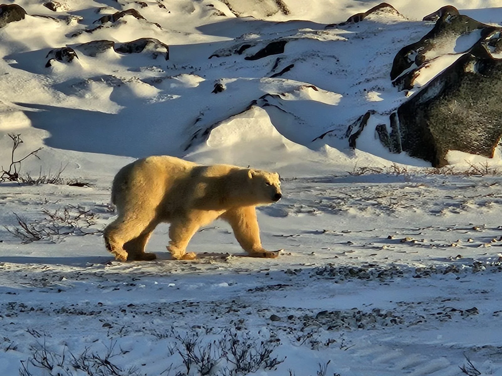 Un ours polaire marche dans la neige, avec un paysage de montagnes enneigées en arrière-plan.