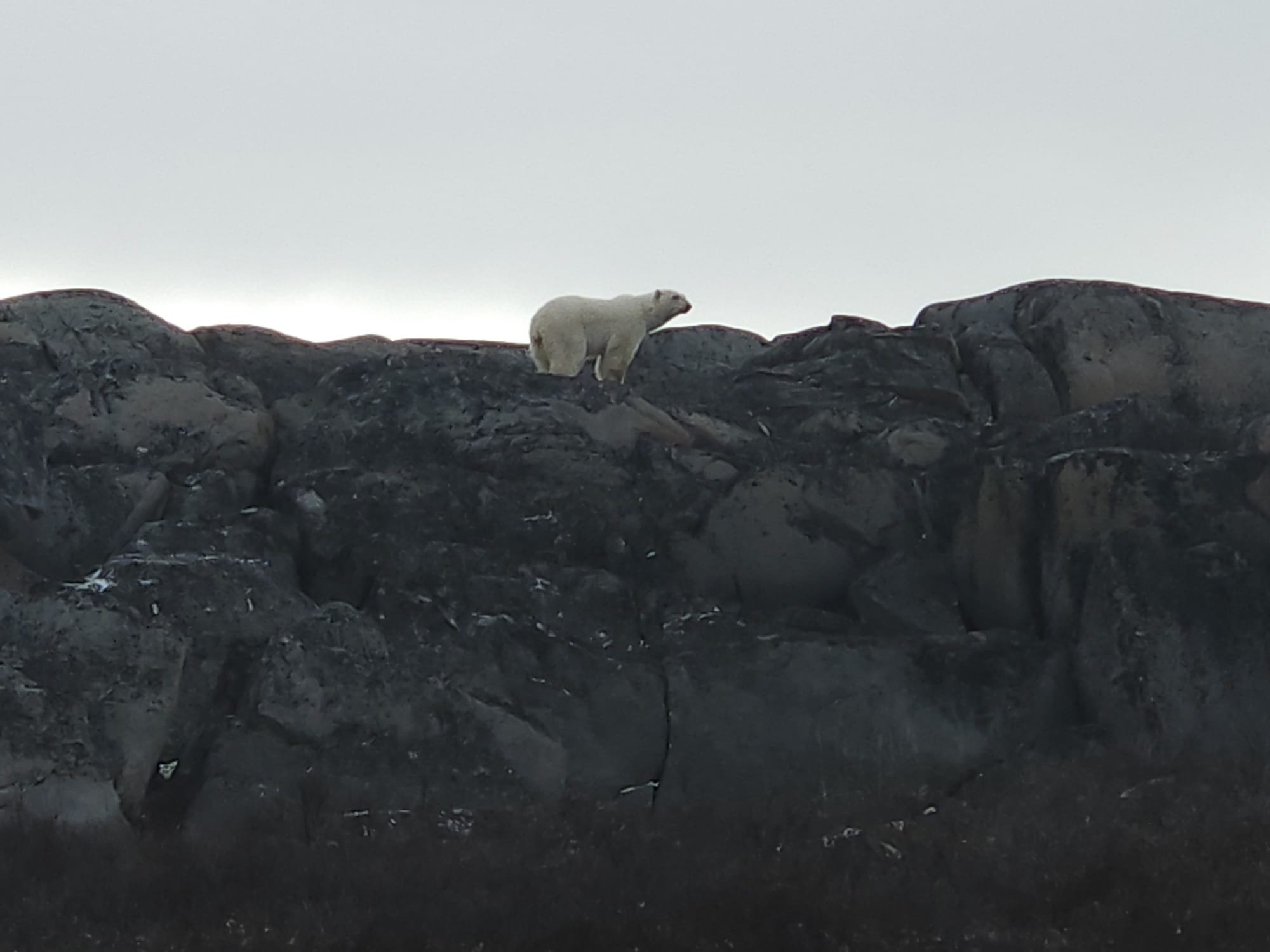 Churchill Manitoba Canada Aventures Adventures Expeditions Ours Polaires Polar Bears 35.jpeg