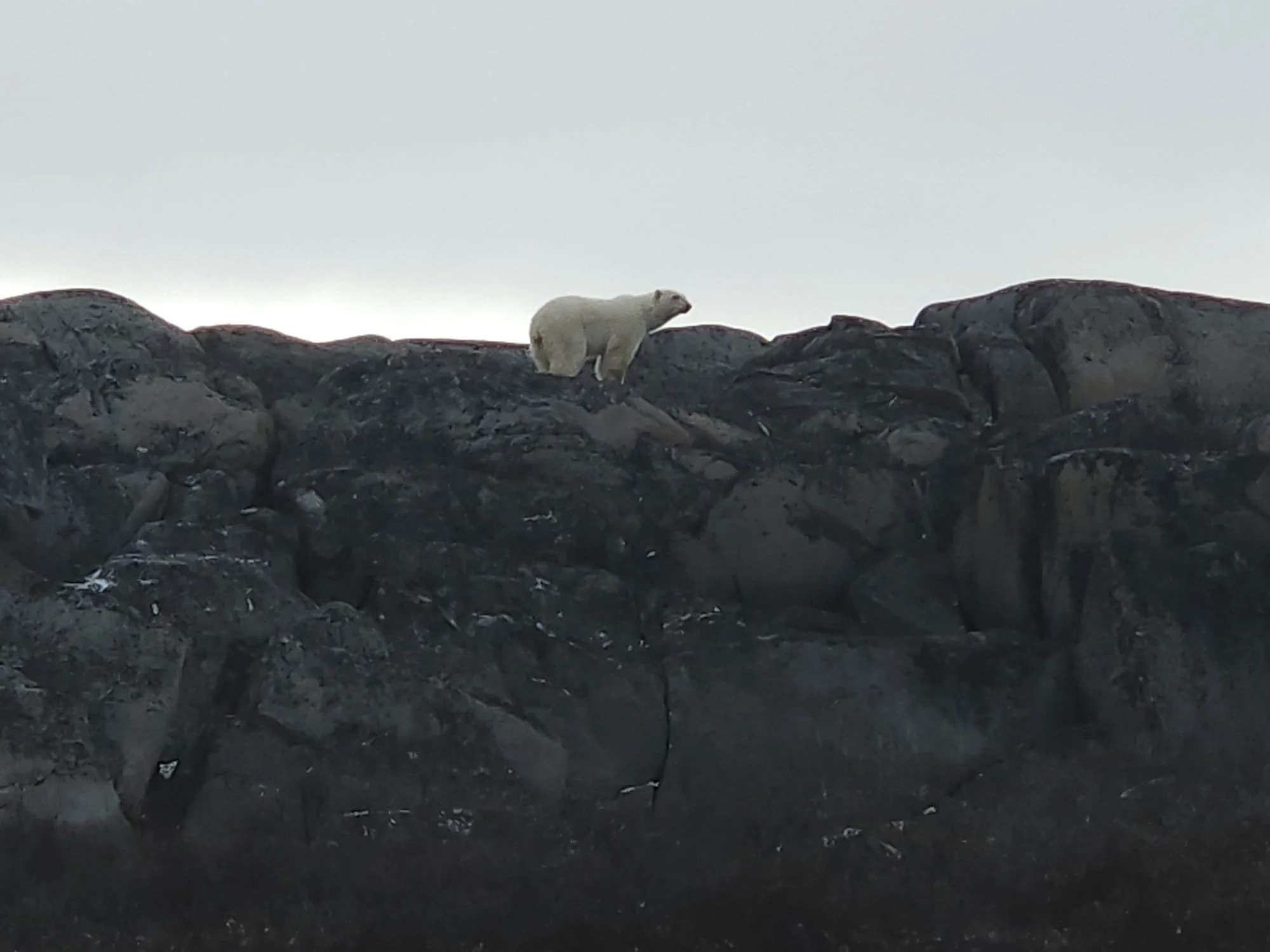 Un ours blanc debout en train de marcher sur un terrain rocheux, sous le ciel gris de Churchill au Manitoba.