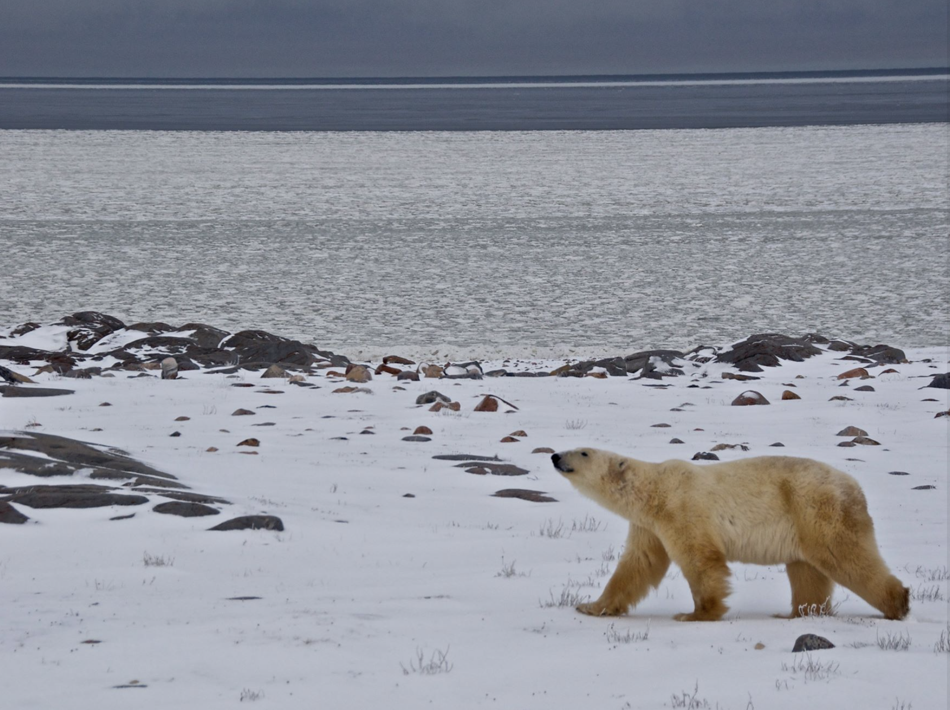 Un ours polaire blanc marche dans la neige sur la banquise au bord d'une mer glacée sous un ciel nuageux. Paysage typique de Churchill au Manitoba, la capitale mondiale de l'ours blanc.