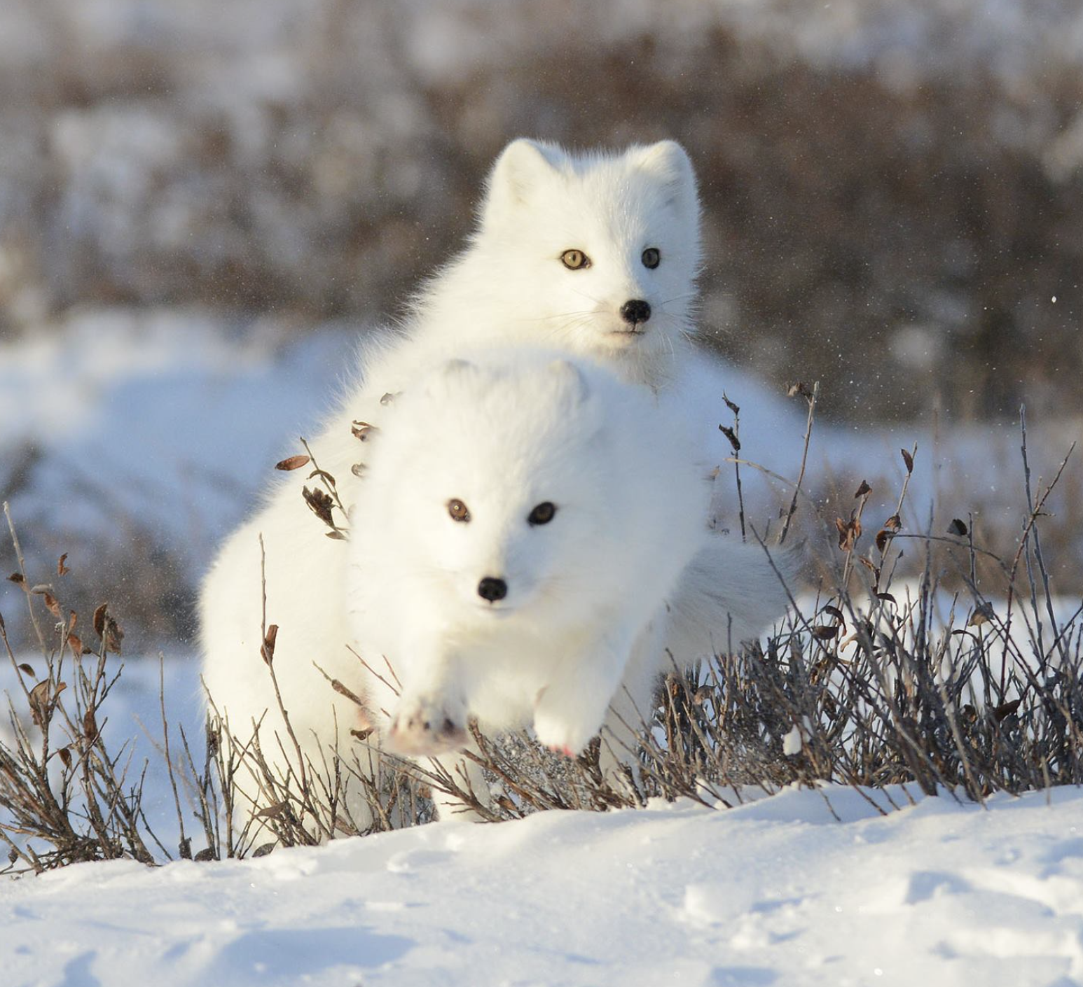 Churchill Manitoba Wildlife Observation Excursion Expedition Canada White Fox Renard blanc Renard Arctique.png