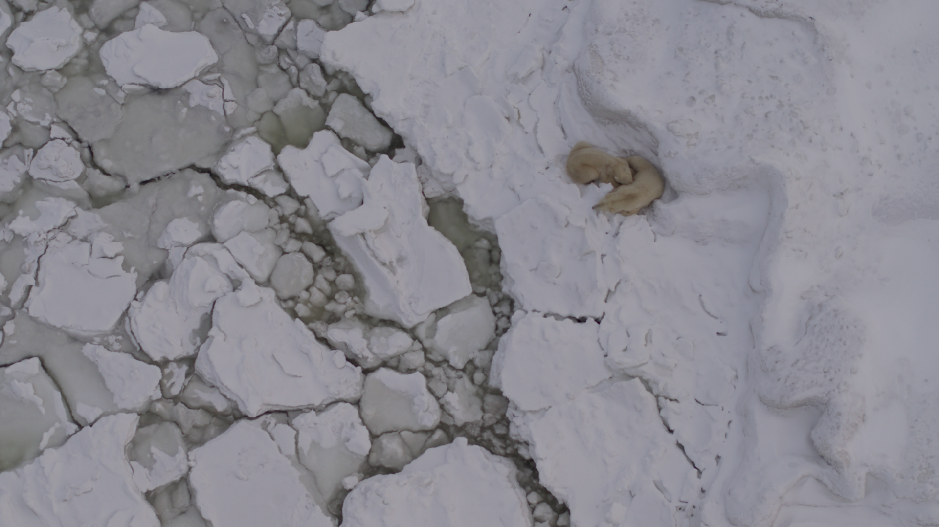 Vue du dessus par drone d'un ours blanc allongé sur la banquise.