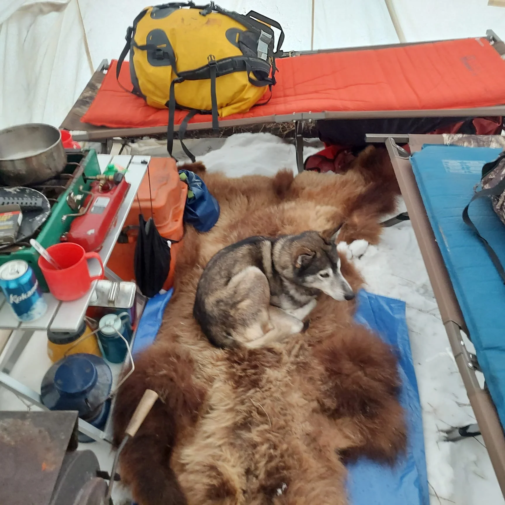 L'intérieur d'une tente de camping avec un lit pliant, un sac à dos de randonnée jaune posée dessus, et plusieurs chiens de type huskies se reposant sur une peau d'ours à l'intérieur de la tente de camping préparée pour la nuit passée au Yukon.