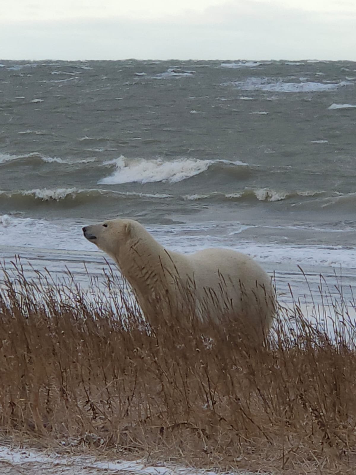 Churchill Manitoba Canada Aventures Adventures Expeditions Ours Polaires Polar Bears 37.jpeg