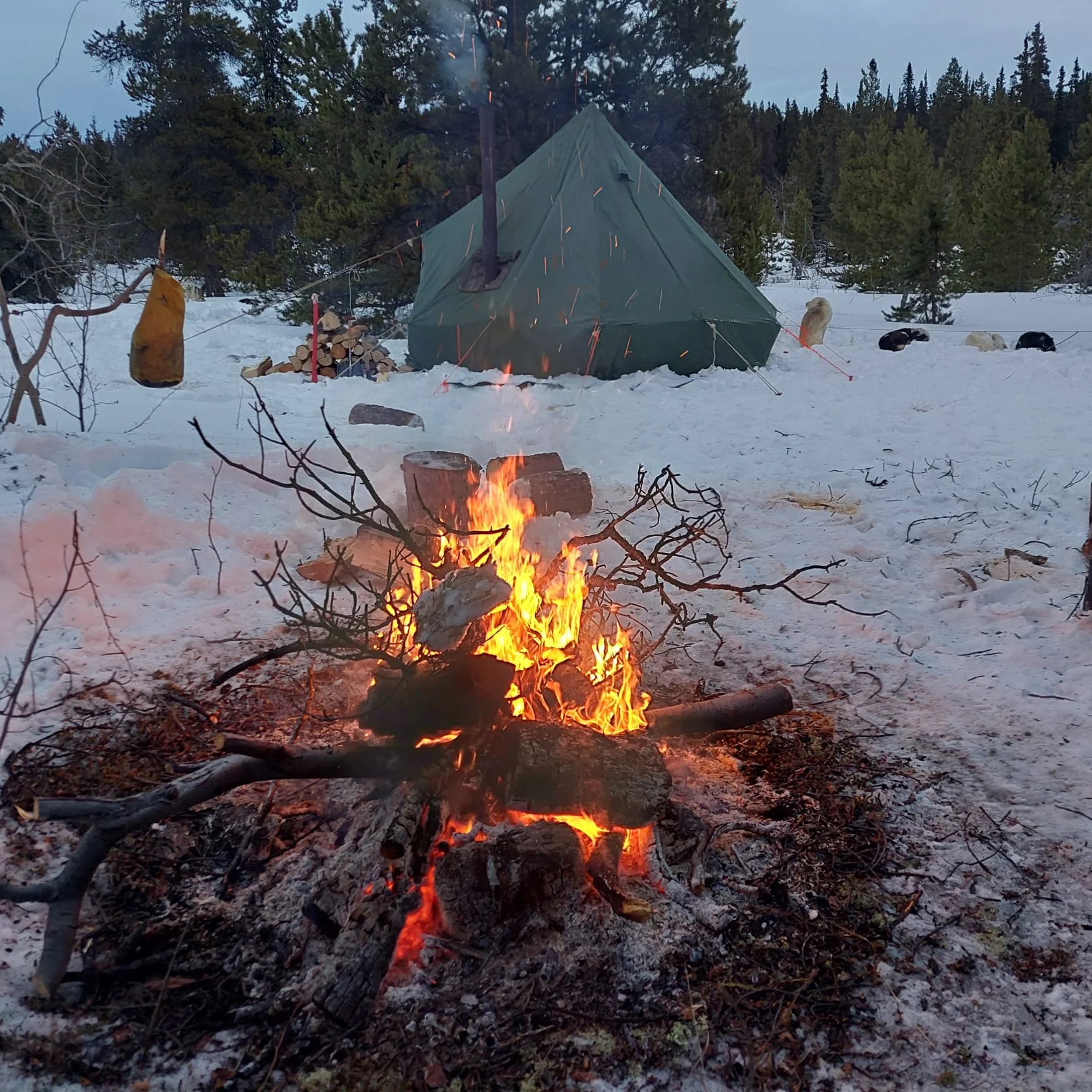 Canada Yukon Expéditions Expeditions Aventures Adventures Traineau à chiens Dog Sledding Motoneige Skidoo Aurores Boreales 49.jpeg