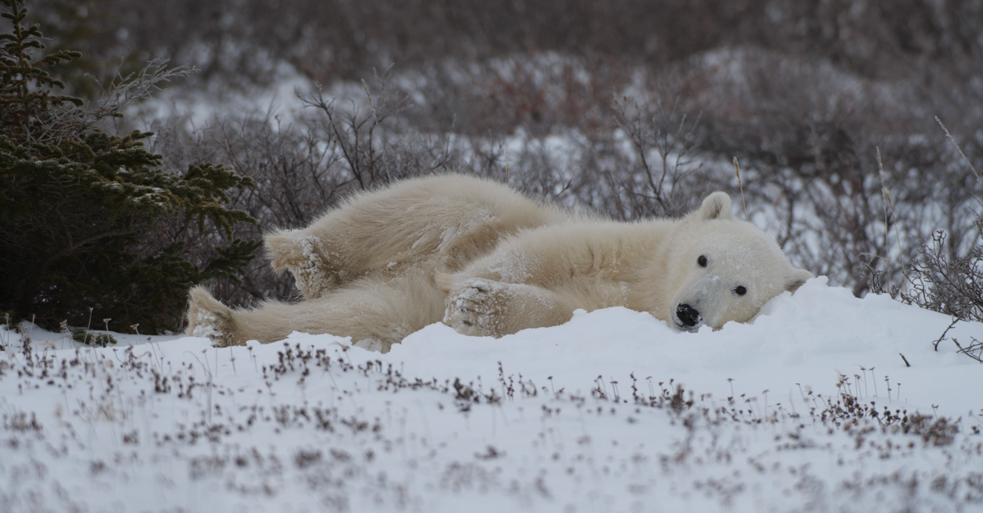 Un ours polaires allongé blotti confortablement dans la neige en milieu naturel, entourés de buissons et d'arbres, dans un paysage hivernal. 