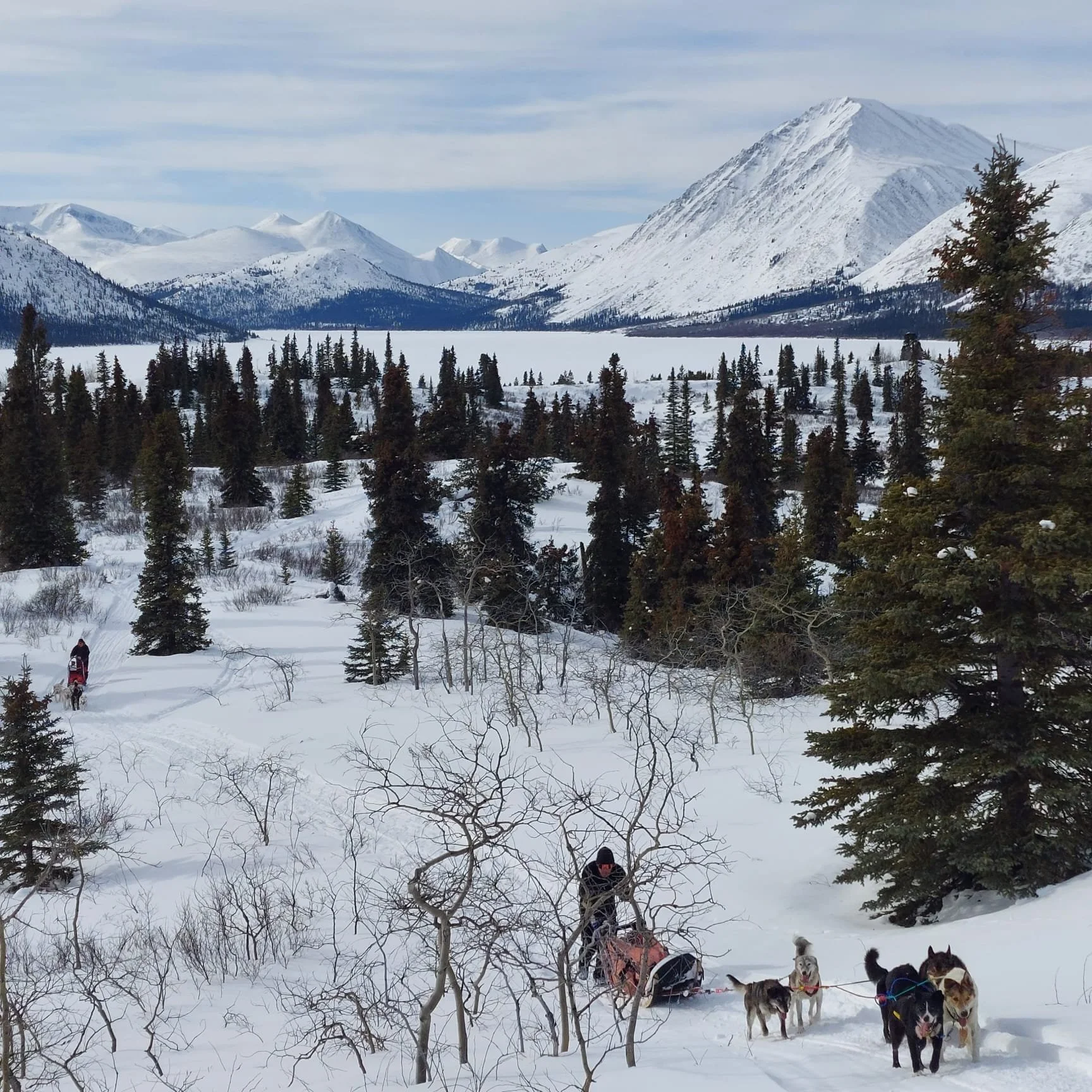 Paysage de montagnes enneigées, forêts de conifères et chiens de traîneau avec deux personnes, en hiver.