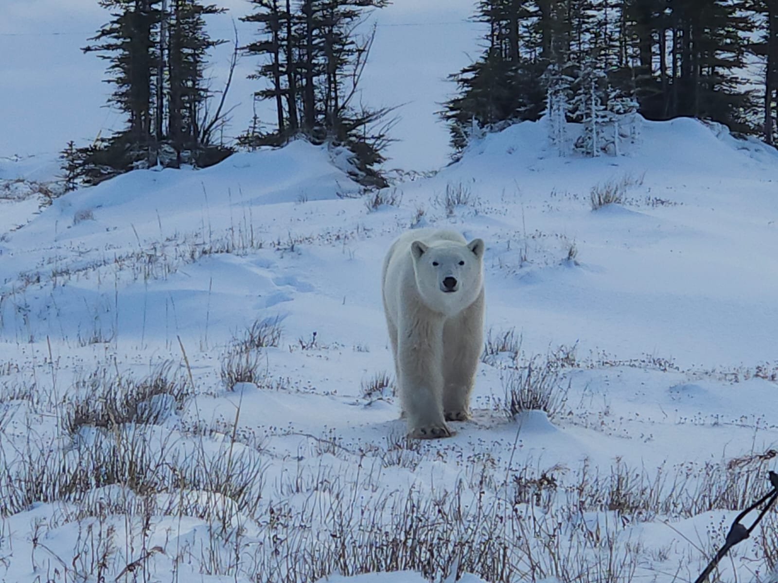 Churchill Manitoba Canada Aventures Adventures Expeditions Ours Polaires Polar Bears 14.jpg