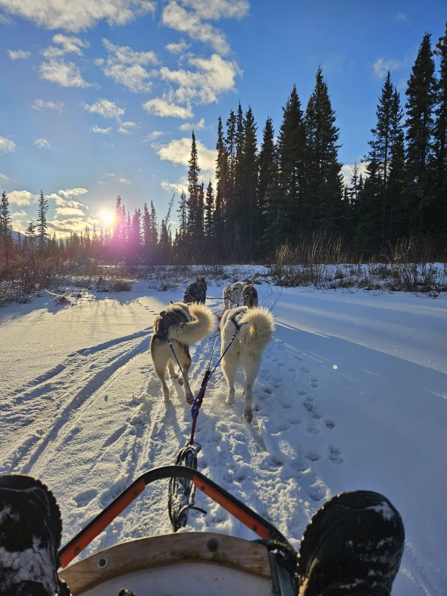 Canada Yukon Expéditions Expeditions Aventures Adventures Traineau à chiens Dog Sledding Motoneige Skidoo 22.jpg