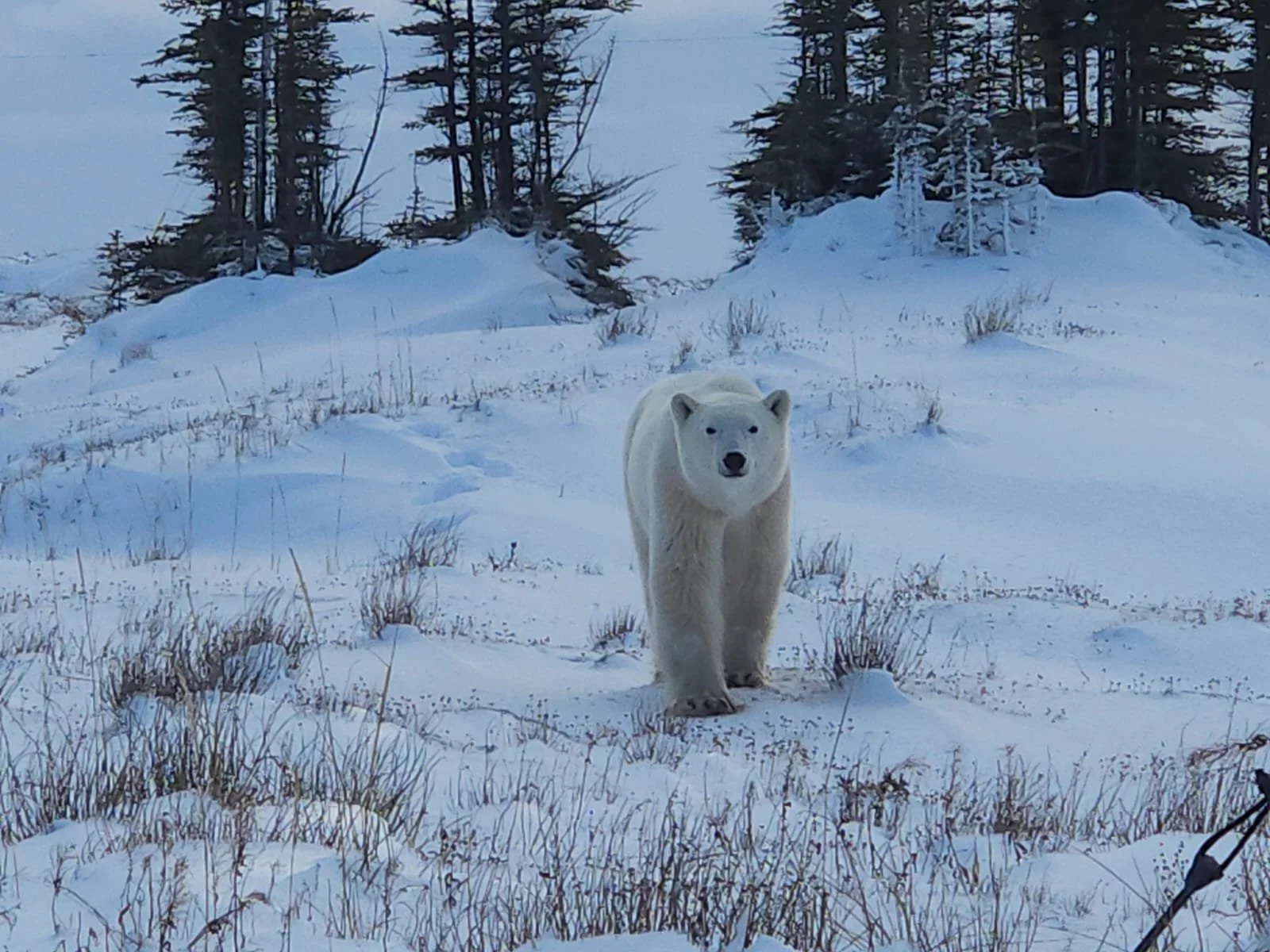Churchill Manitoba Canada Aventures Adventures Expeditions Ours Polaires Polar Bears 14.jpg