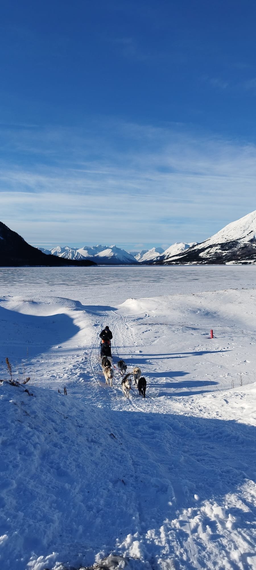 Homme avec un traîneau tiré par des huskies dans un paysage montagneux enneigé, avec un lac gelé et des montagnes enneigées en arrière-plan, sous un ciel bleu clair.